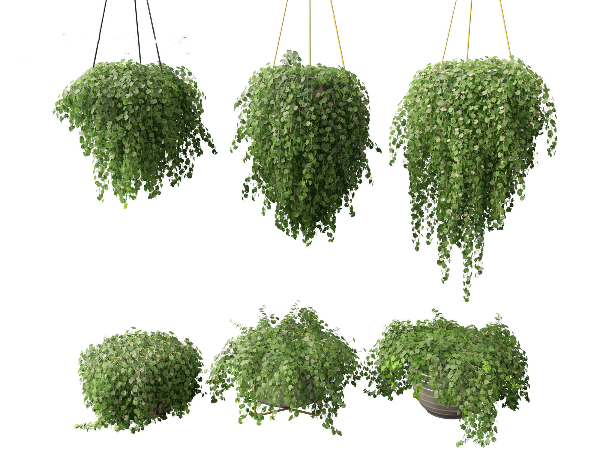 Dichondra repens - Kidney Weed 3D model_6