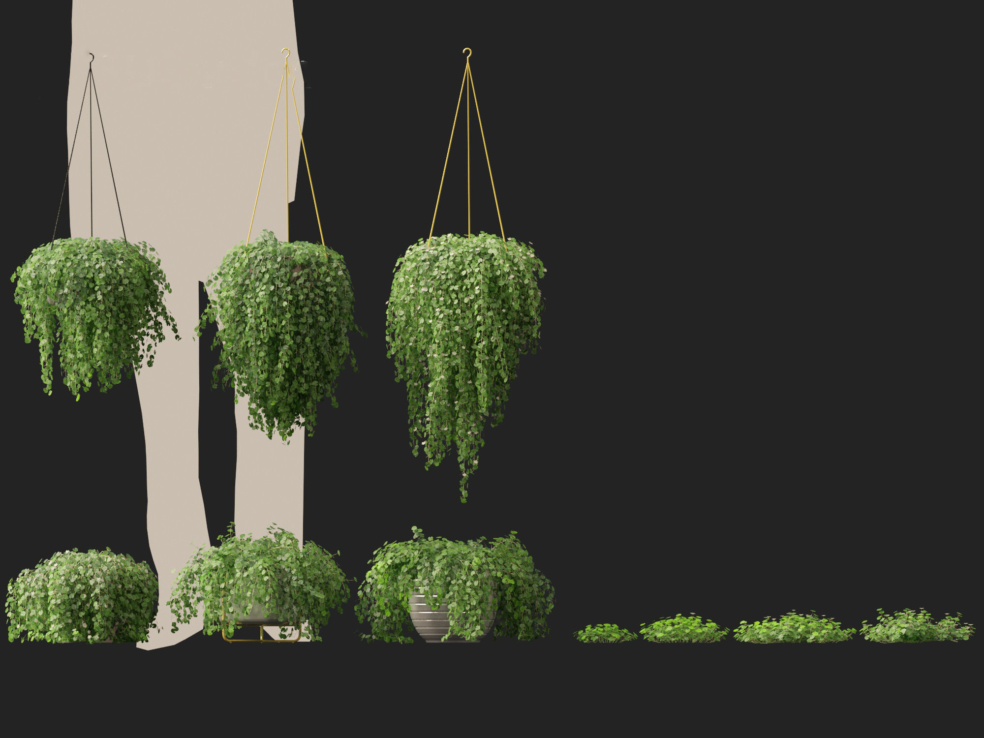 Dichondra repens - Kidney Weed 3D model_5