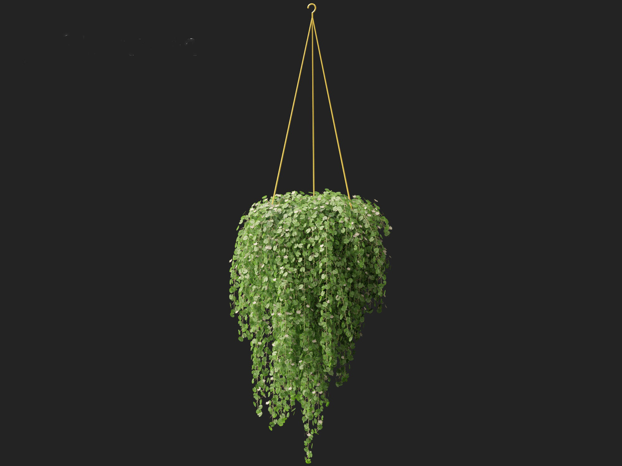 Dichondra repens - Kidney Weed 3D model_4