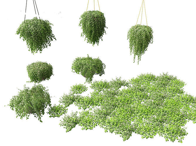 Dichondra repens - Kidney Weed 3D model