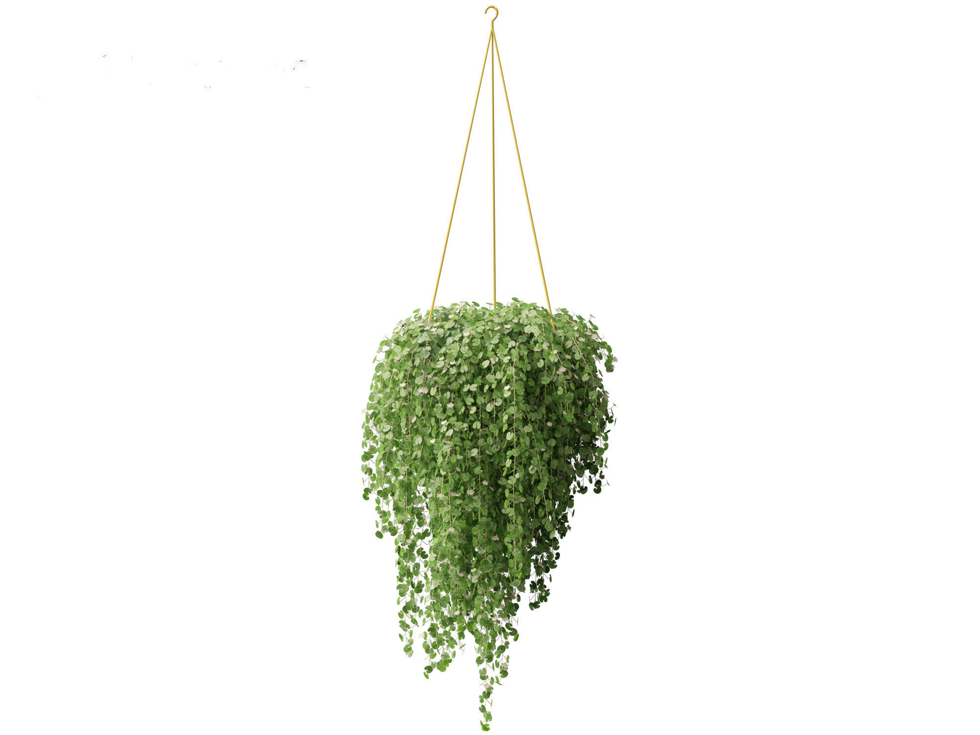 Dichondra repens - Kidney Weed 3D model_3