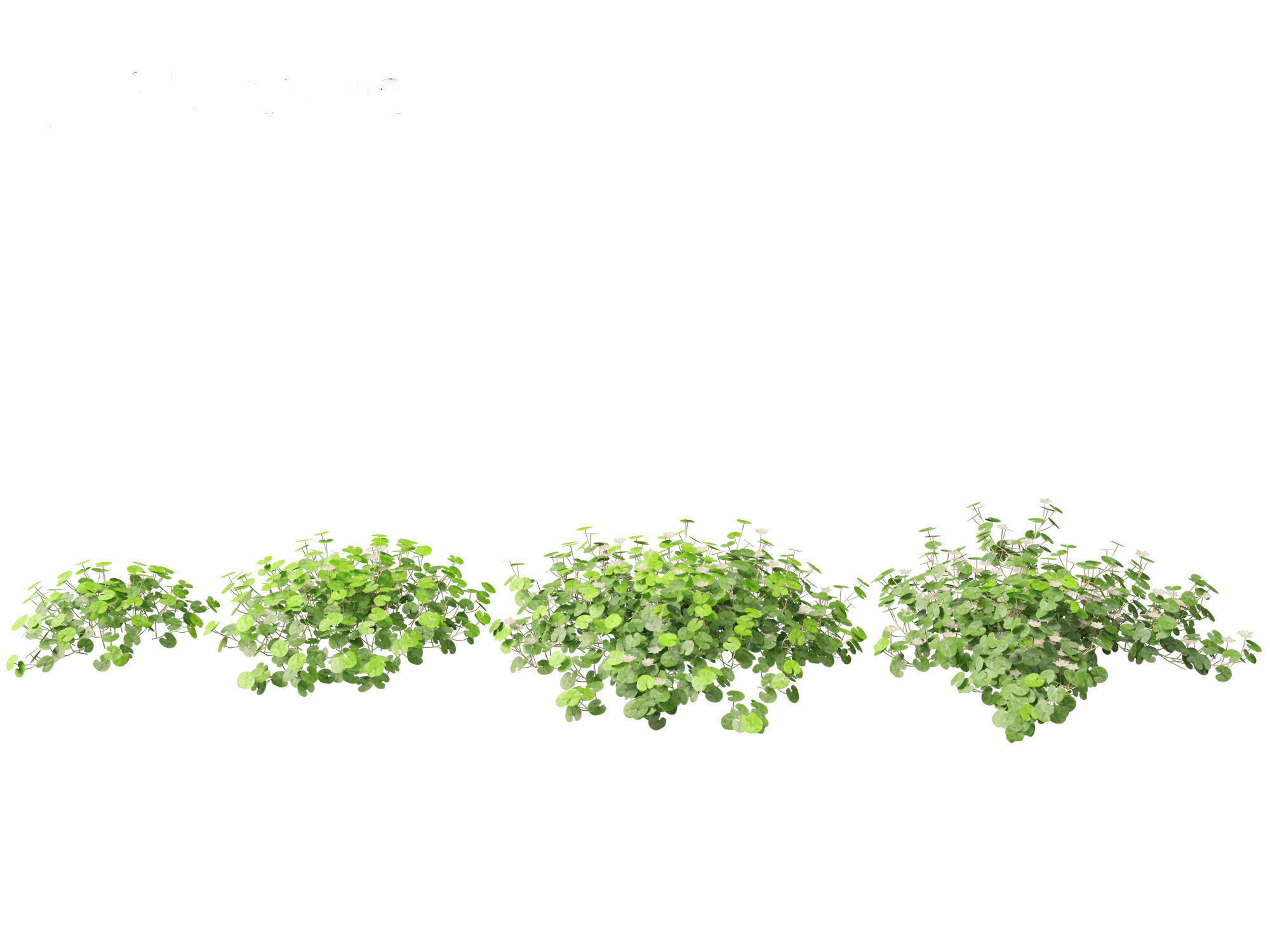 Dichondra repens - Kidney Weed 3D model_8