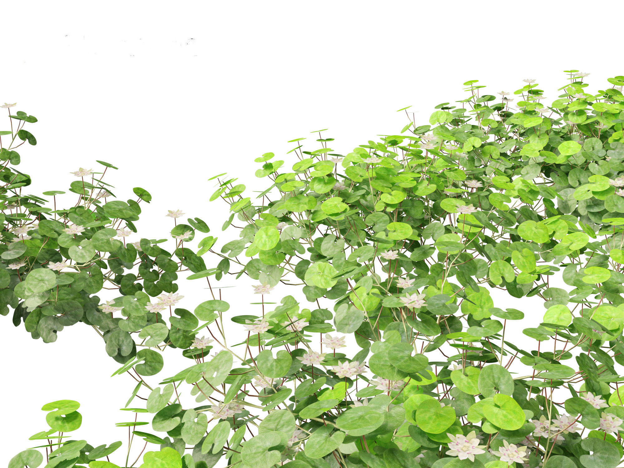 Dichondra repens - Kidney Weed 3D model_11