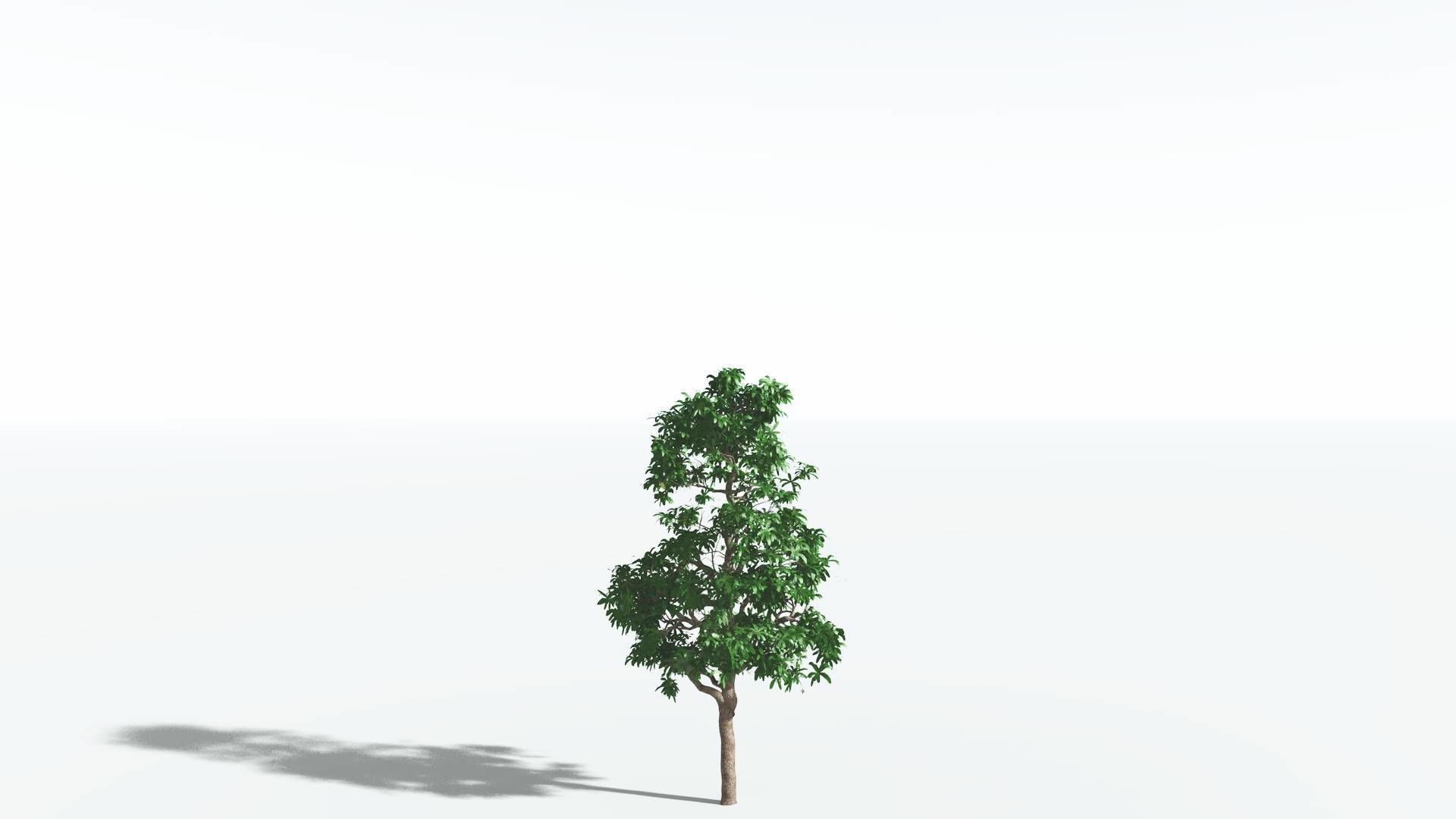 EVERYPlant Glossopteris 3 --20 Models-- 3D model_27