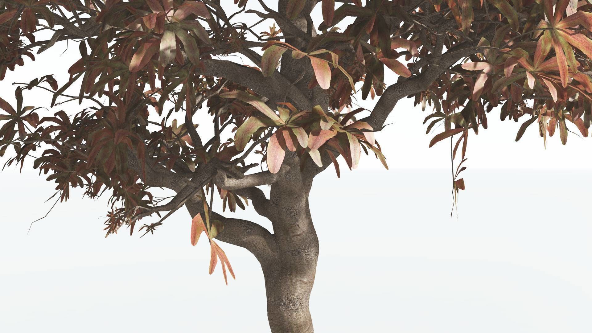 EVERYPlant Glossopteris 3 --20 Models-- 3D model_8