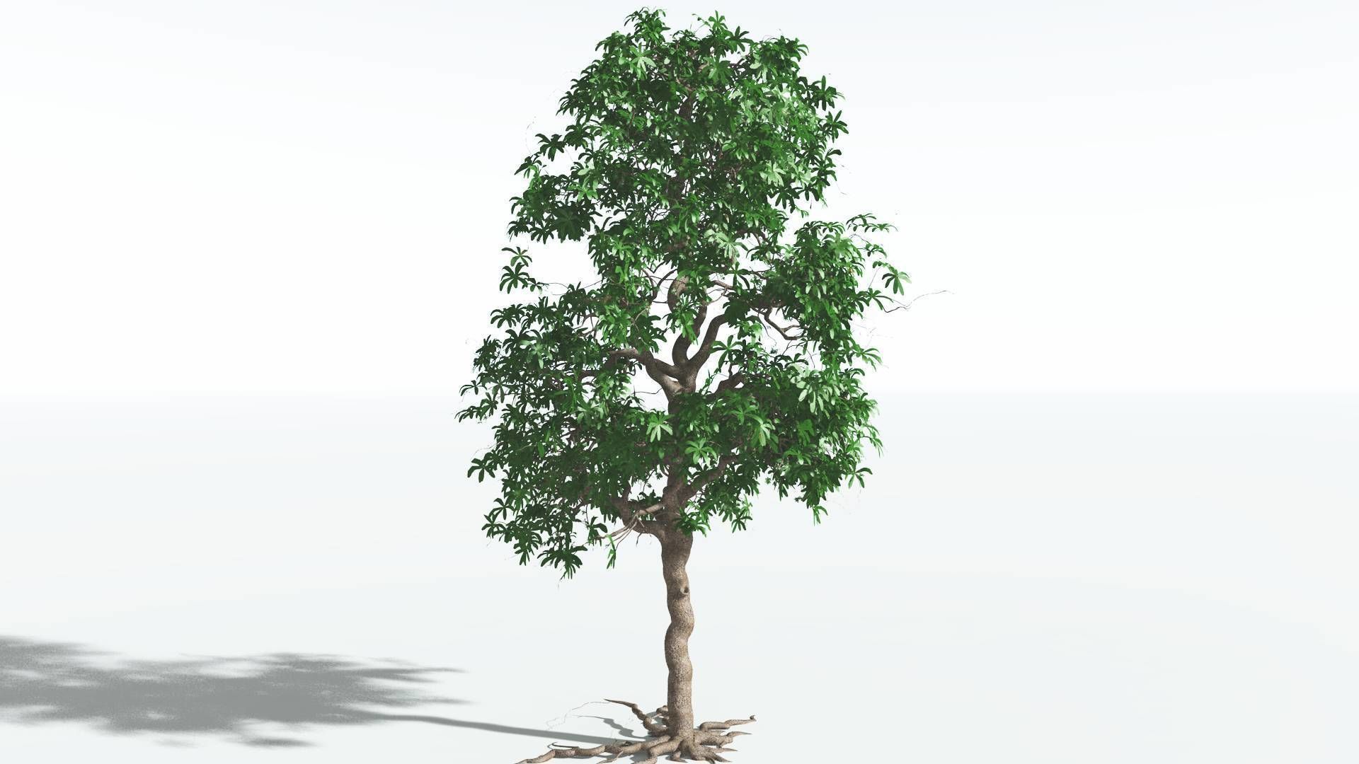 EVERYPlant Glossopteris 3 --20 Models-- 3D model_25