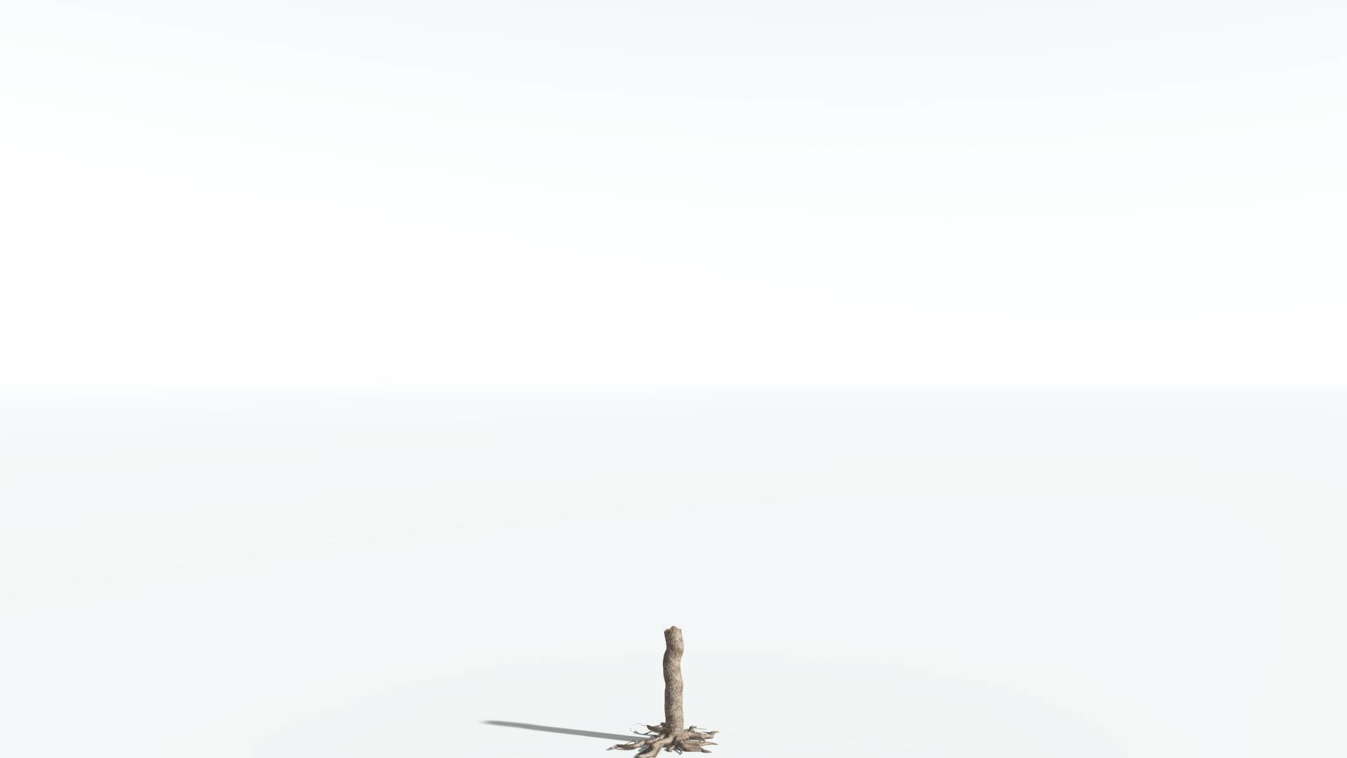 EVERYPlant Glossopteris 3 --20 Models-- 3D model_21