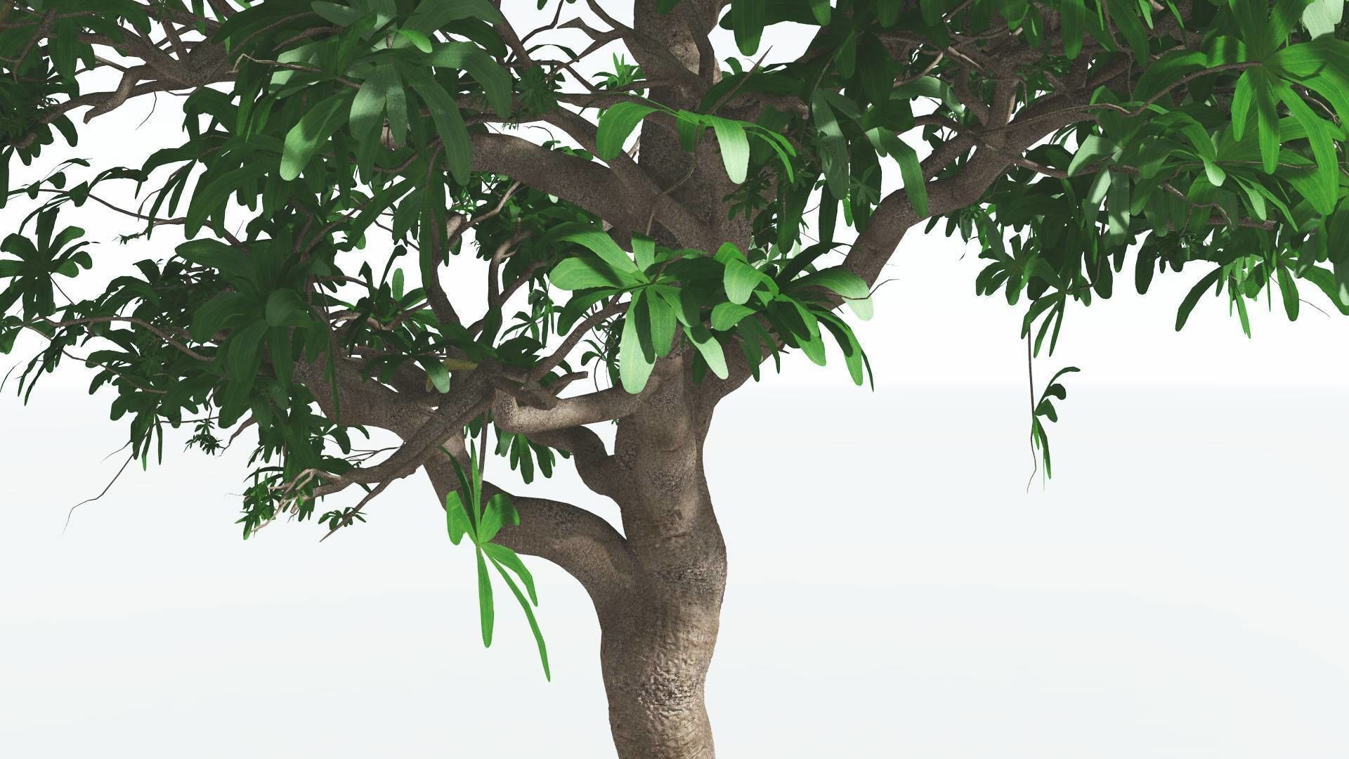 EVERYPlant Glossopteris 3 --20 Models-- 3D model_36