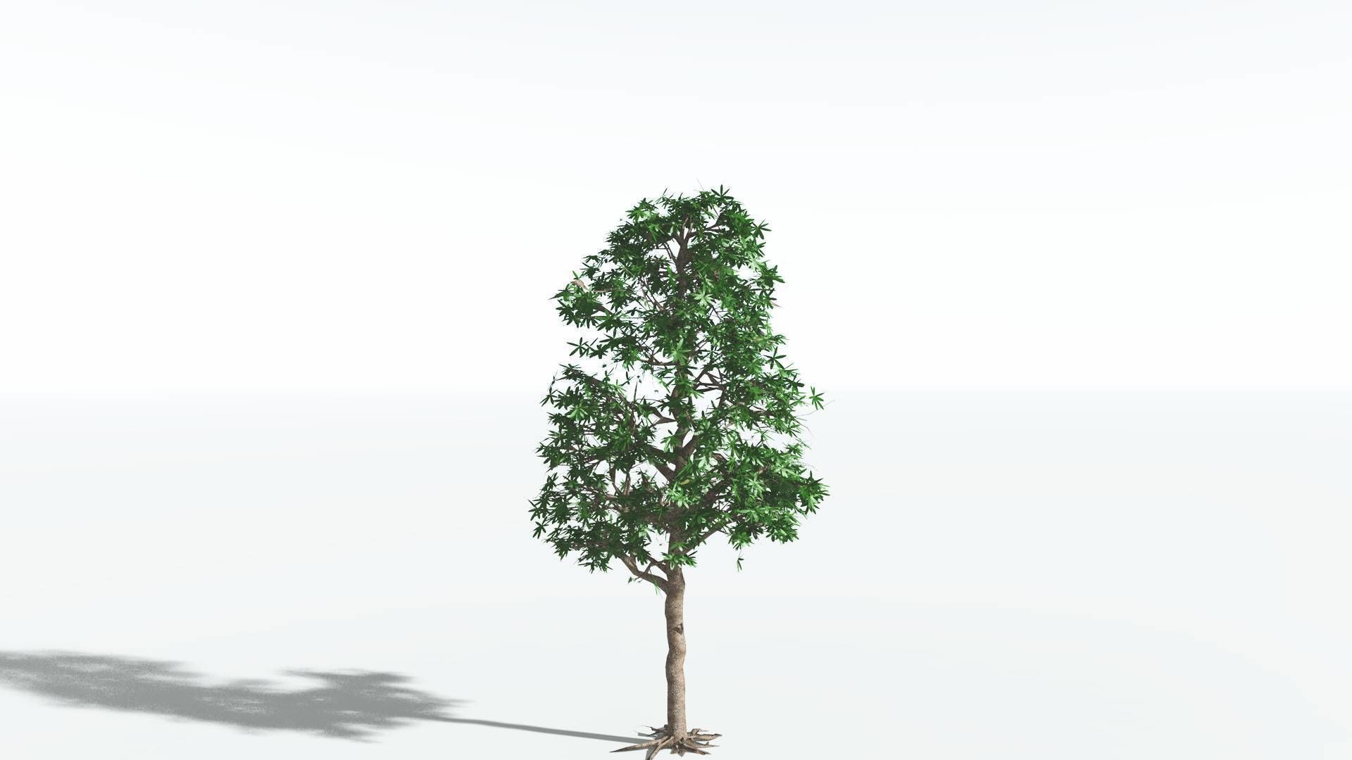 EVERYPlant Glossopteris 3 --20 Models-- 3D model_33