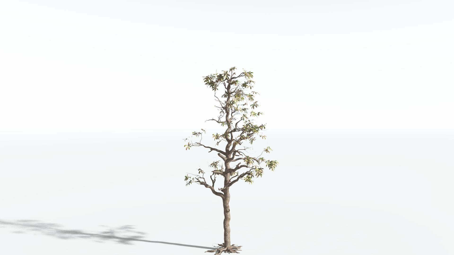 EVERYPlant Glossopteris 3 --20 Models-- 3D model_17