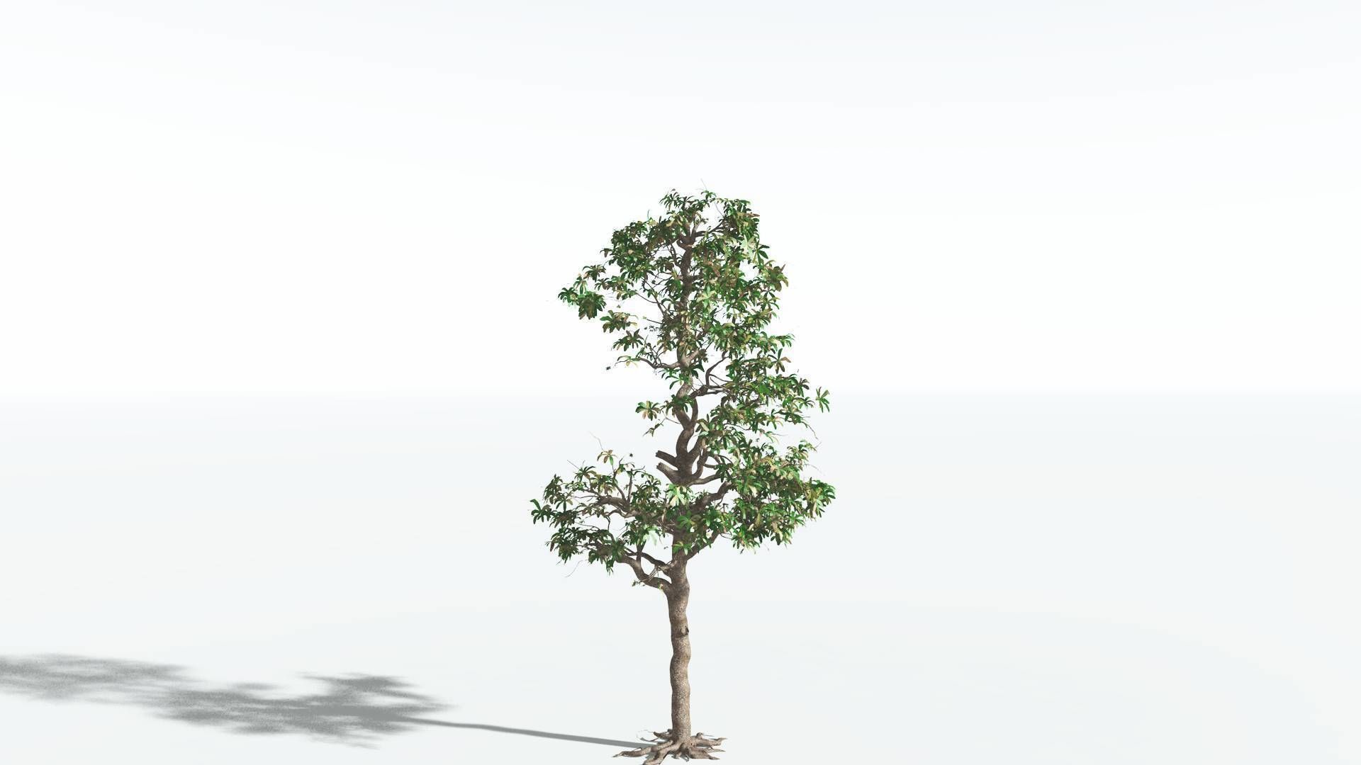 EVERYPlant Glossopteris 3 --20 Models-- 3D model_15