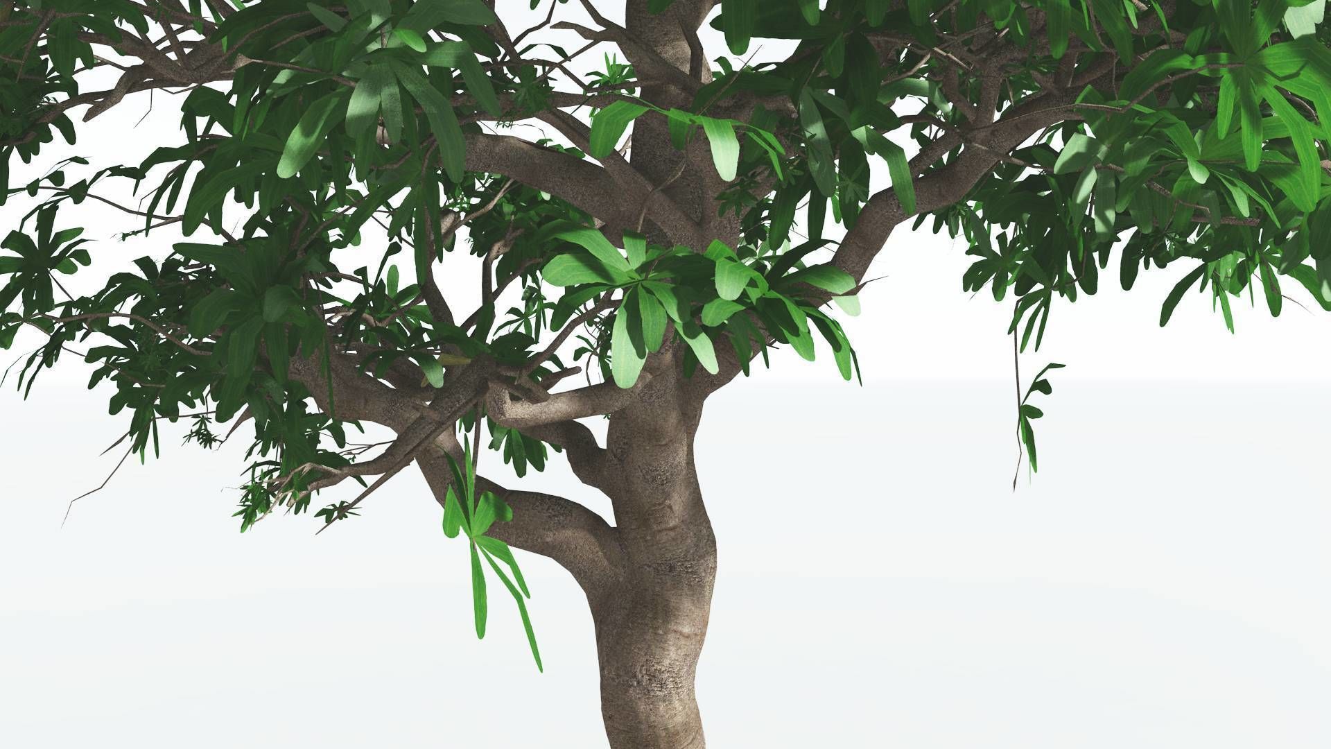 EVERYPlant Glossopteris 3 --20 Models-- 3D model_38