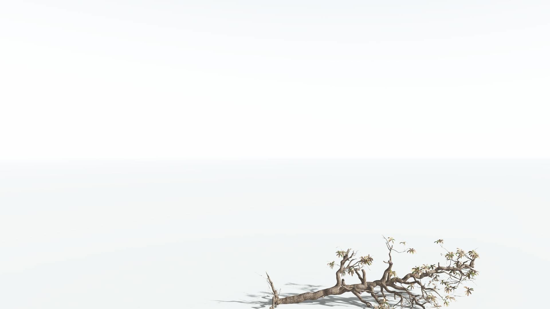 EVERYPlant Glossopteris 3 --20 Models-- 3D model_23