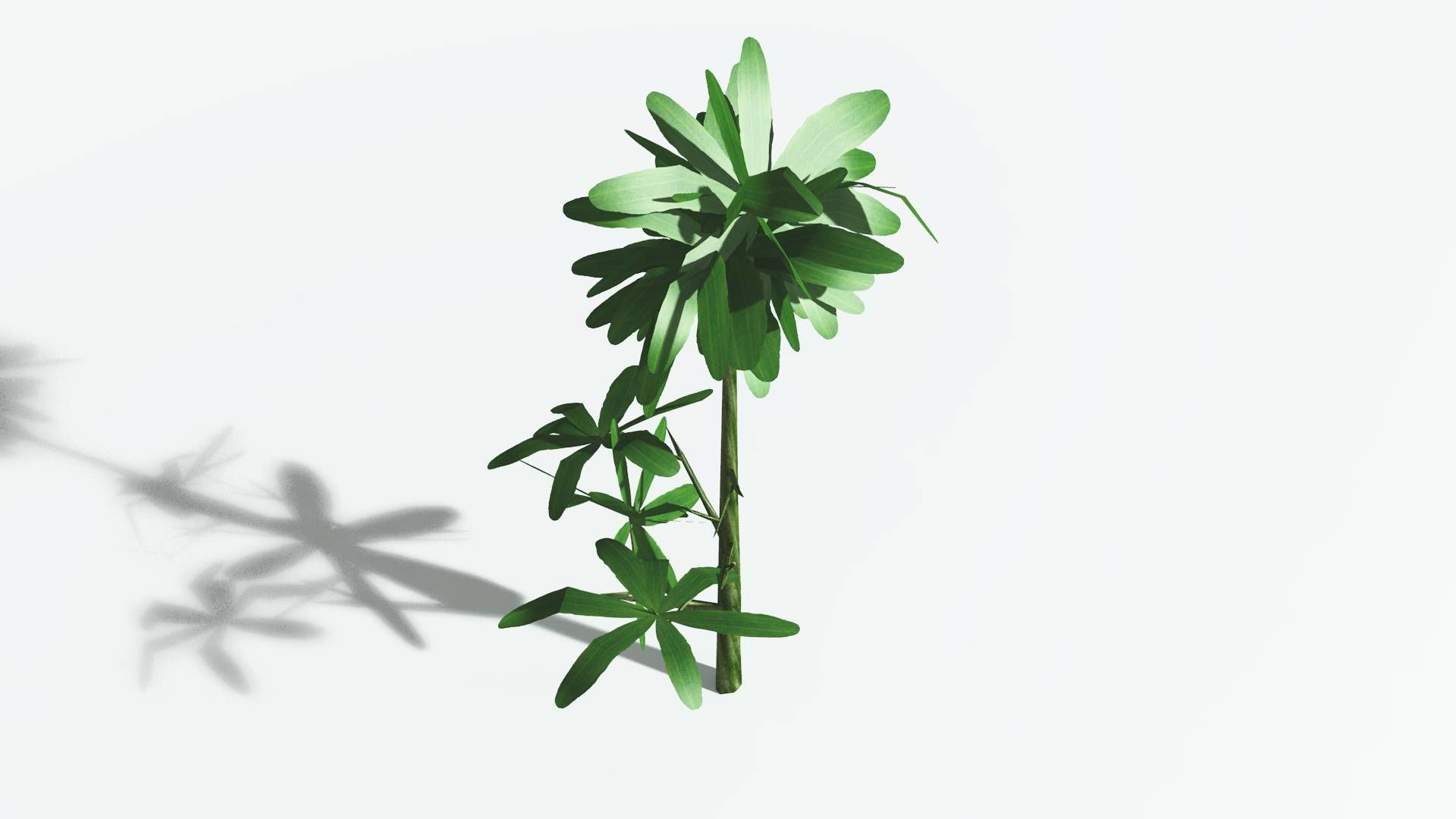 EVERYPlant Glossopteris 3 --20 Models-- 3D model_32