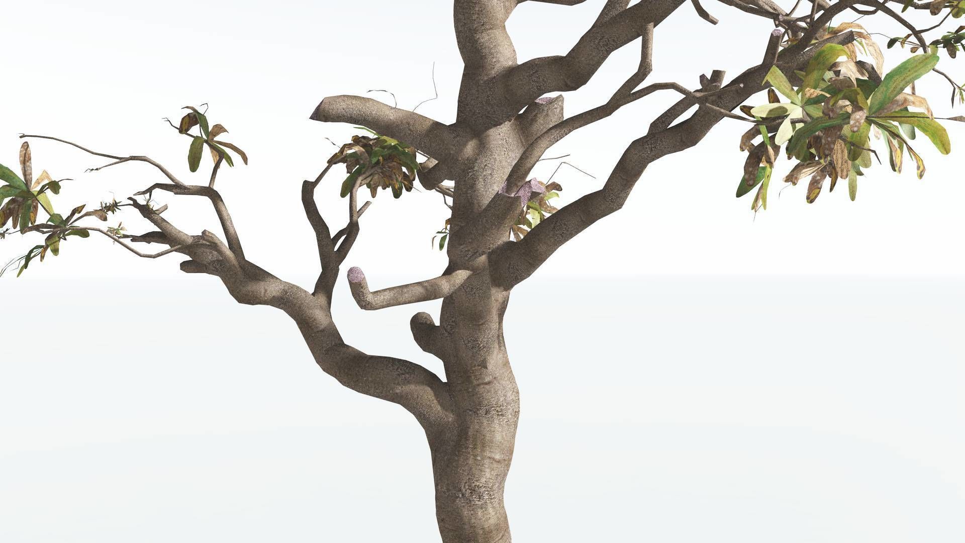 EVERYPlant Glossopteris 3 --20 Models-- 3D model_18