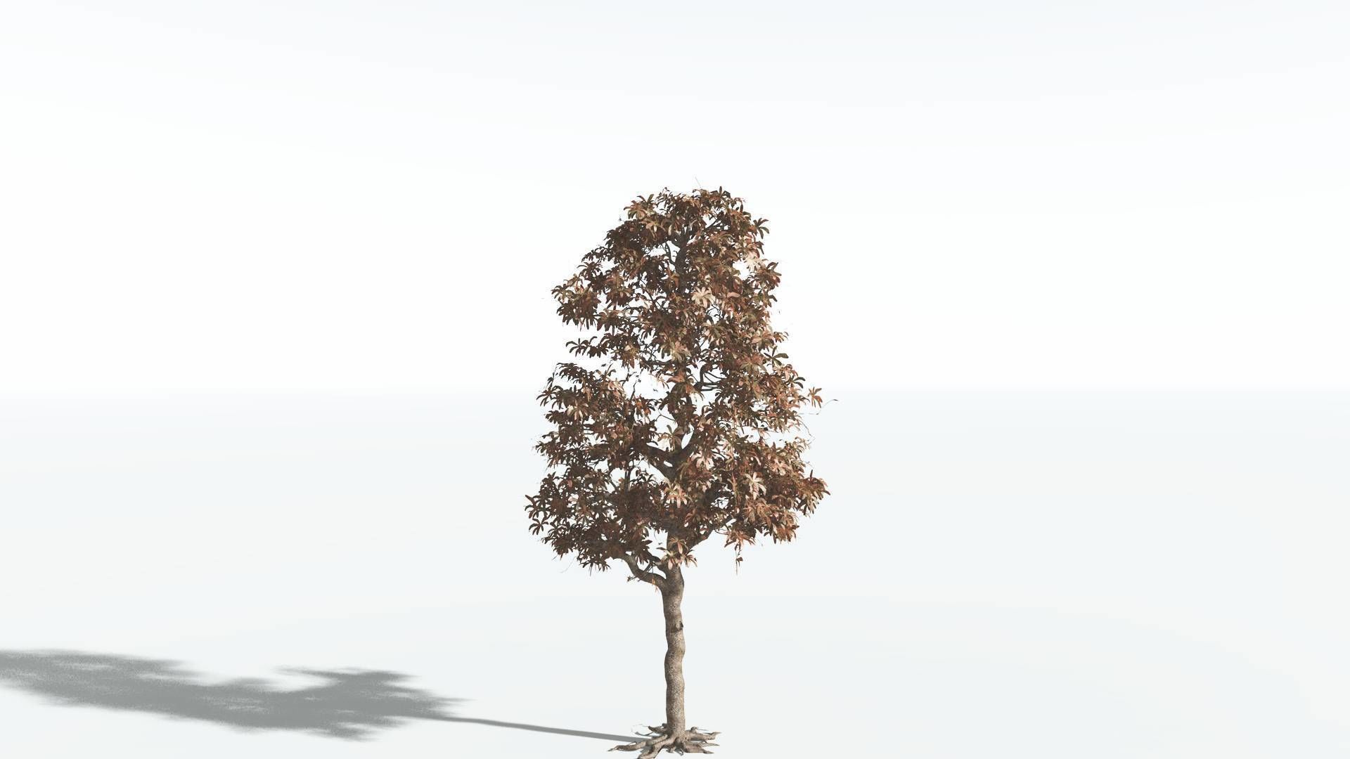 EVERYPlant Glossopteris 3 --20 Models-- 3D model_7