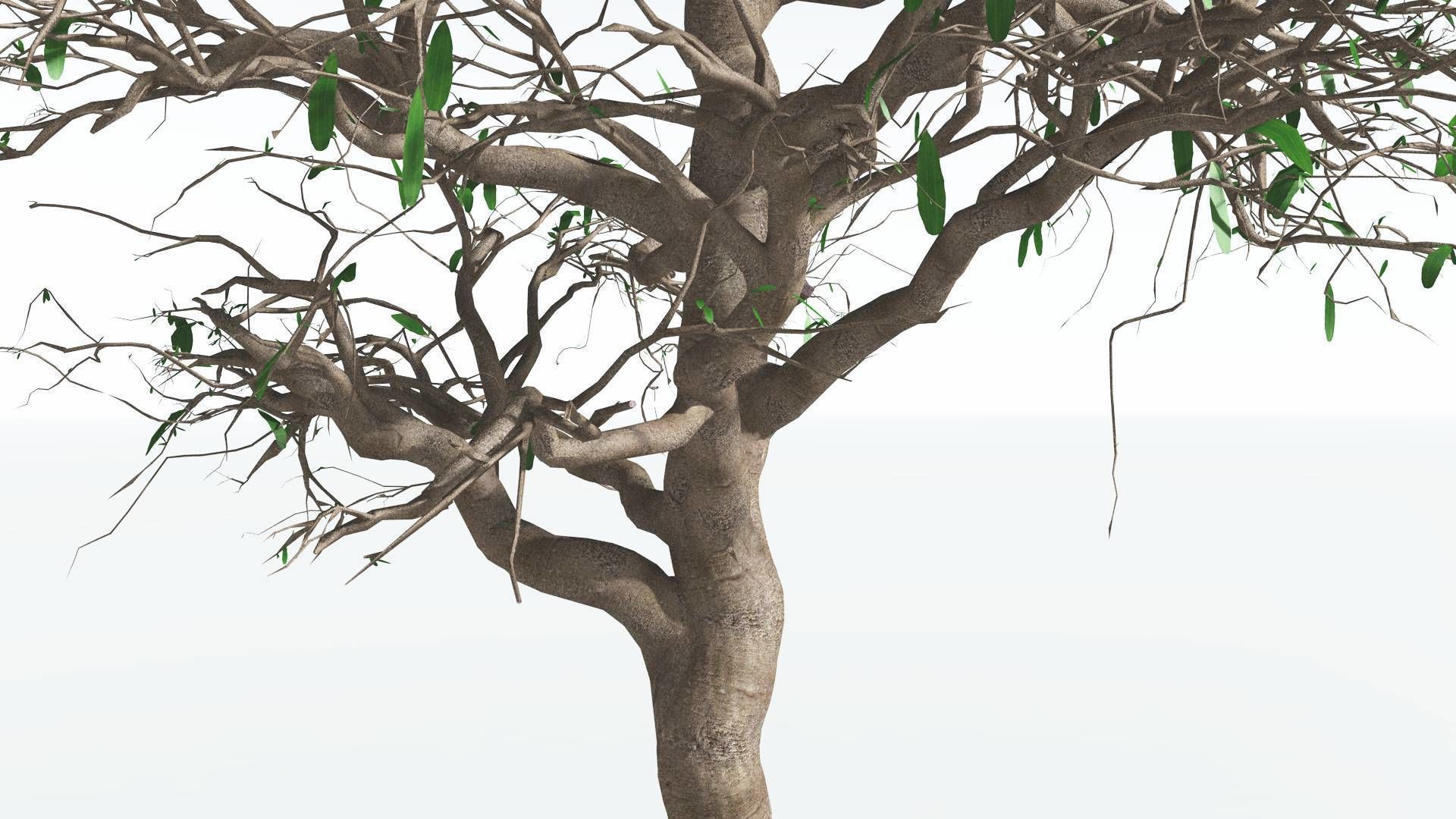 EVERYPlant Glossopteris 3 --20 Models-- 3D model_6