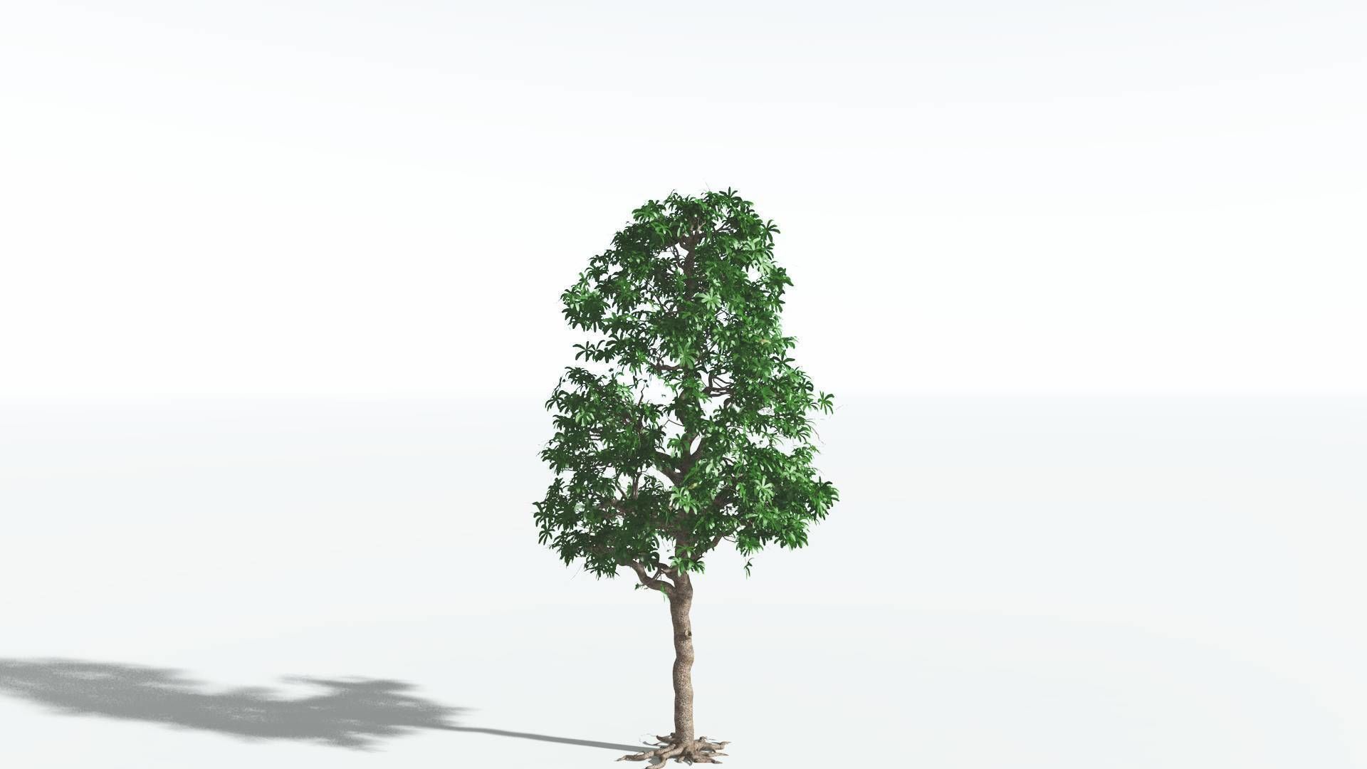 EVERYPlant Glossopteris 3 --20 Models-- 3D model_35