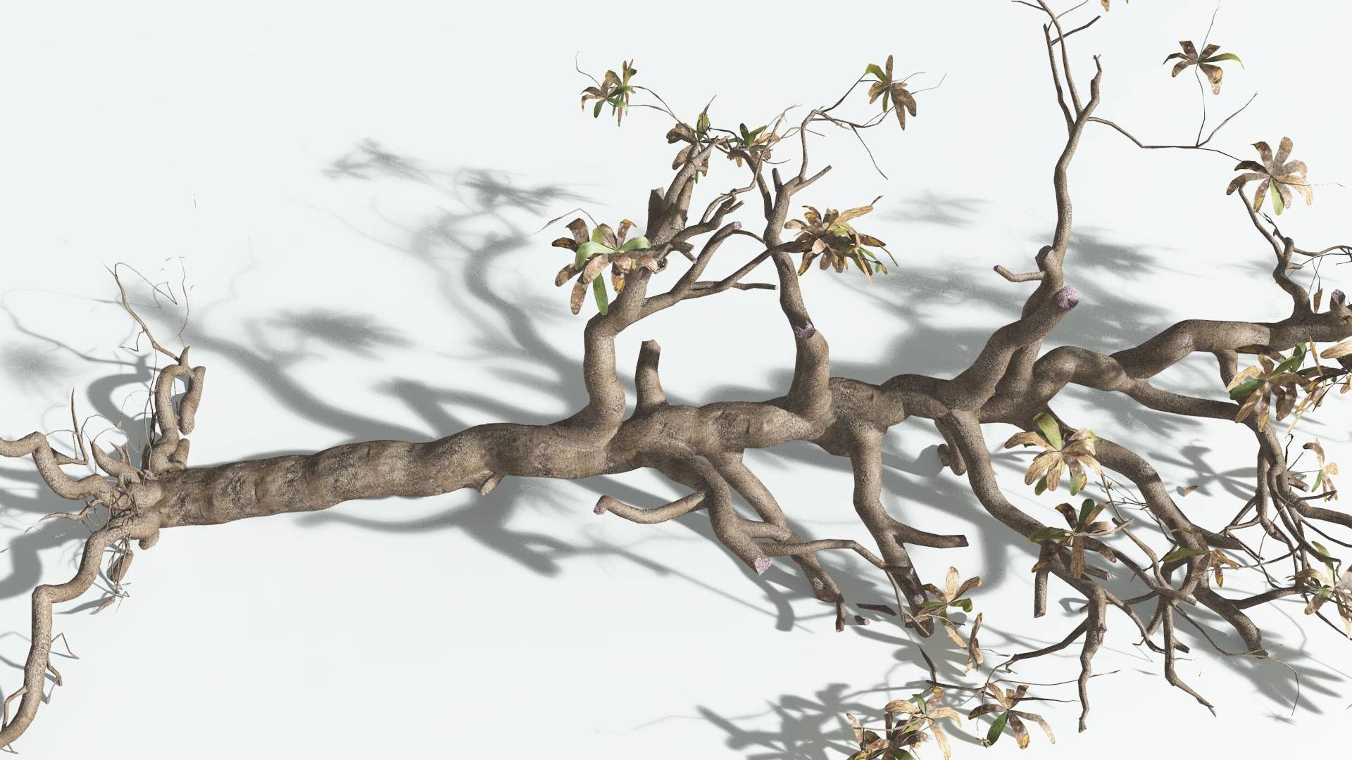 EVERYPlant Glossopteris 3 --20 Models-- 3D model_24