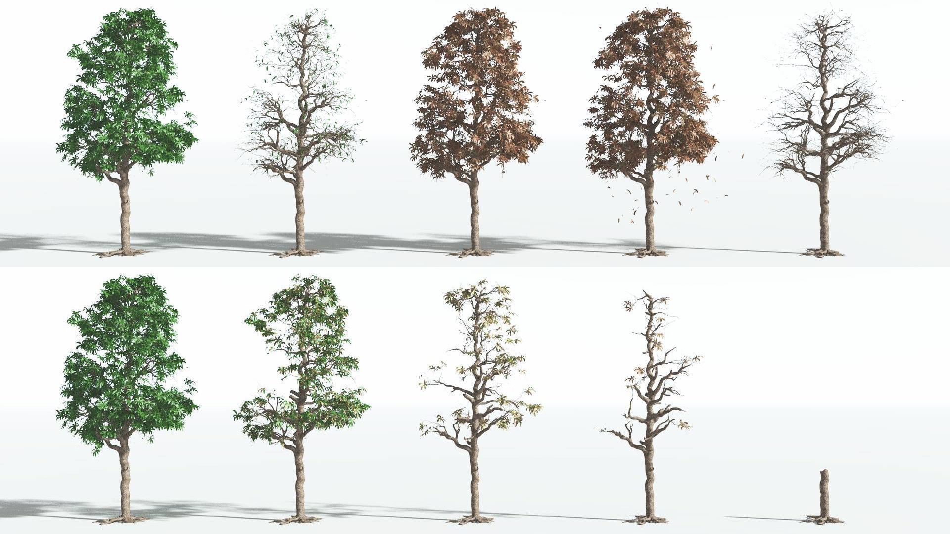 EVERYPlant Glossopteris 3 --20 Models-- 3D model_1