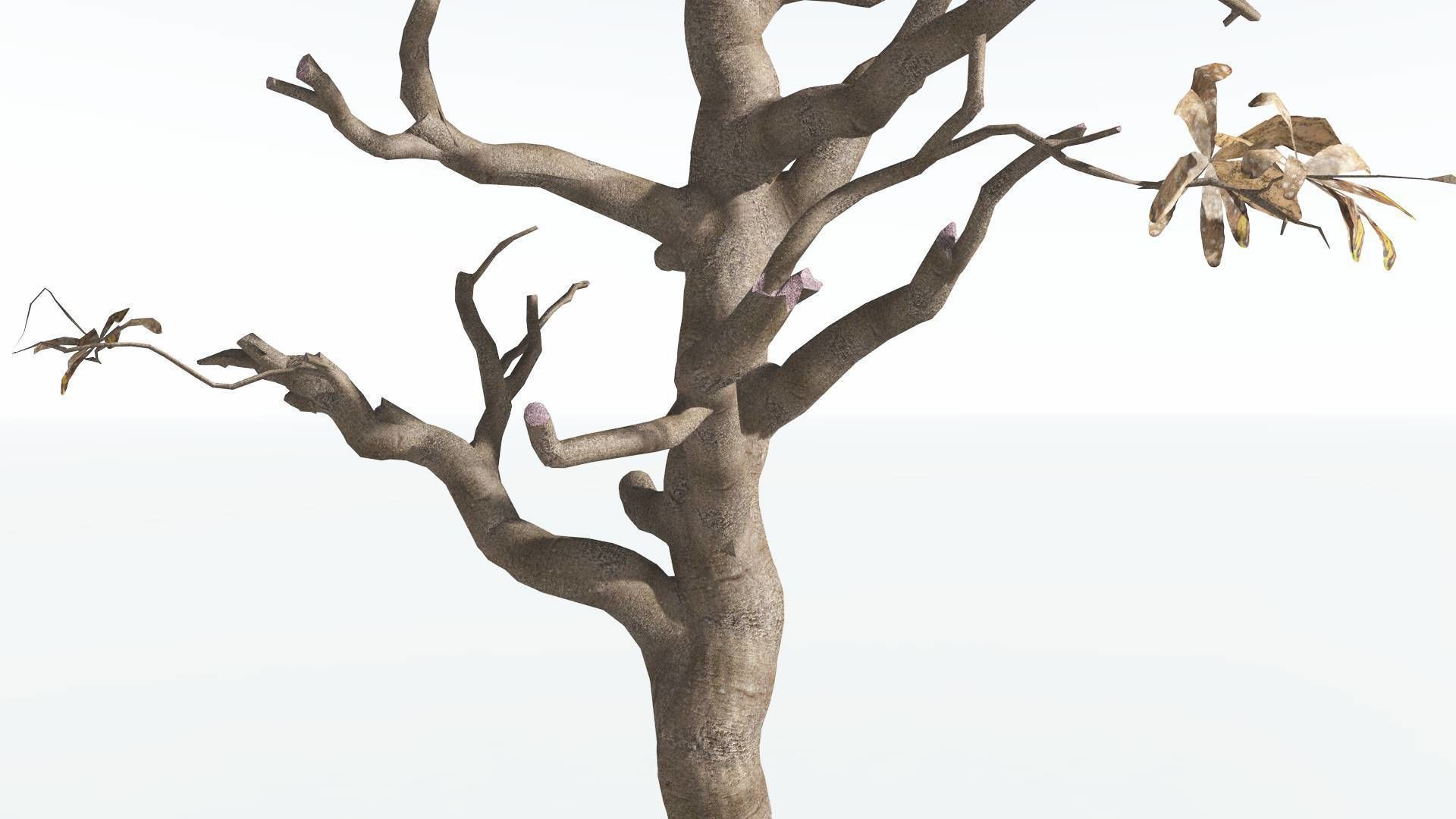 EVERYPlant Glossopteris 3 --20 Models-- 3D model_20