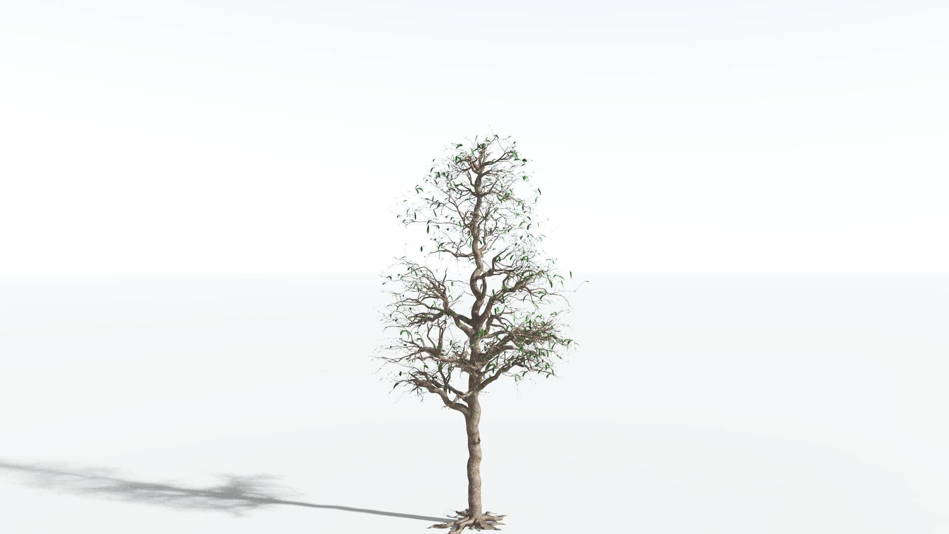 EVERYPlant Glossopteris 3 --20 Models-- 3D model_5