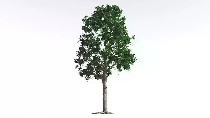 EVERYPlant Glossopteris 3 --20 Models-- 3D model