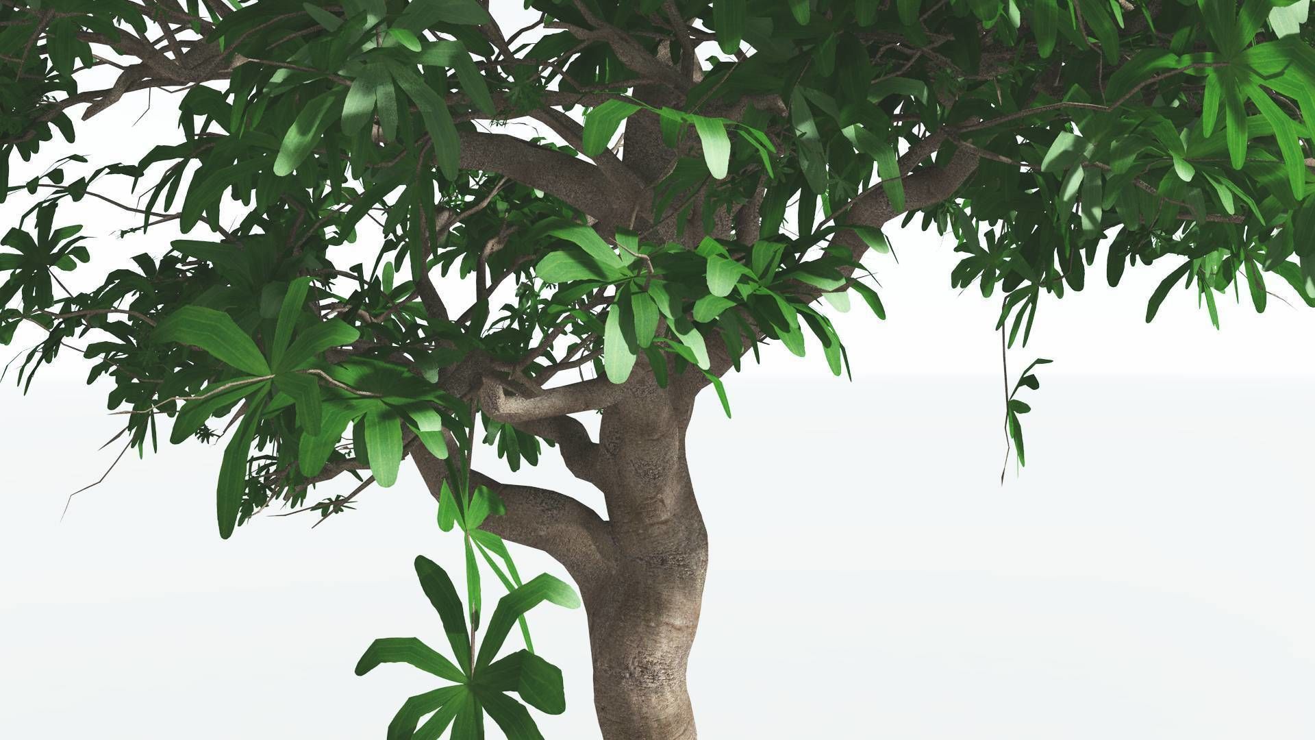 EVERYPlant Glossopteris 3 --20 Models-- 3D model_14