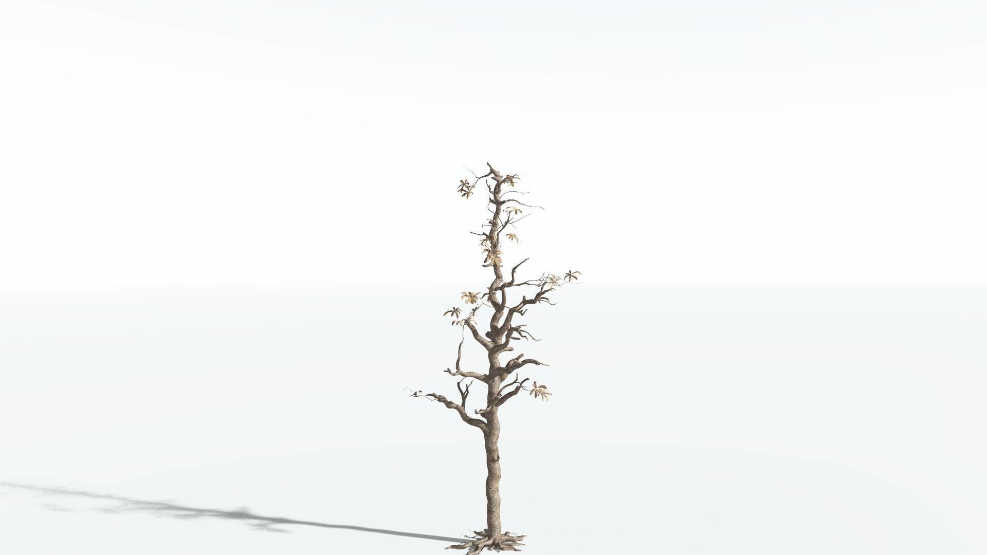 EVERYPlant Glossopteris 3 --20 Models-- 3D model_19