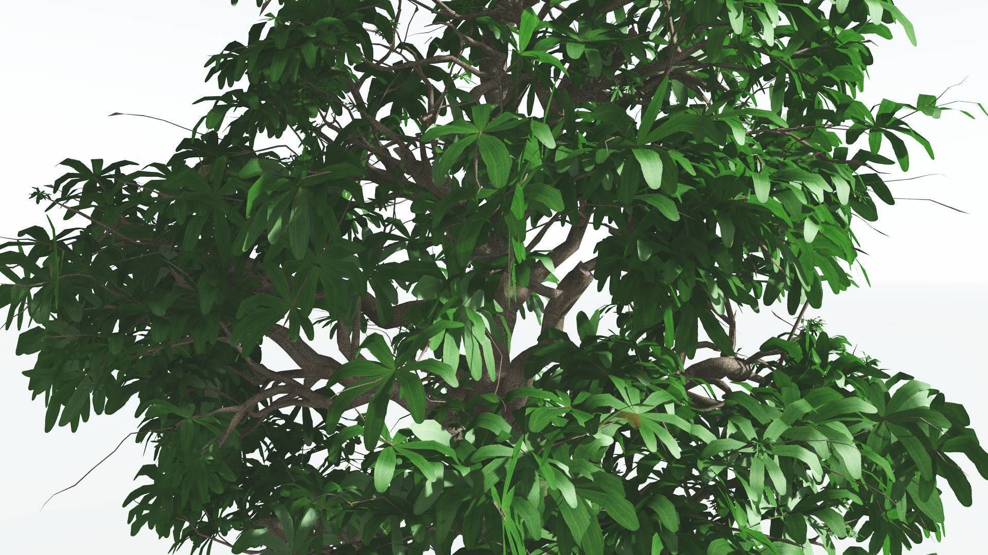 EVERYPlant Glossopteris 3 --20 Models-- 3D model_28