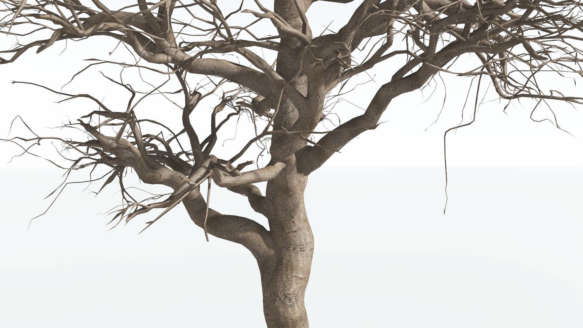 EVERYPlant Glossopteris 3 --20 Models-- 3D model_12