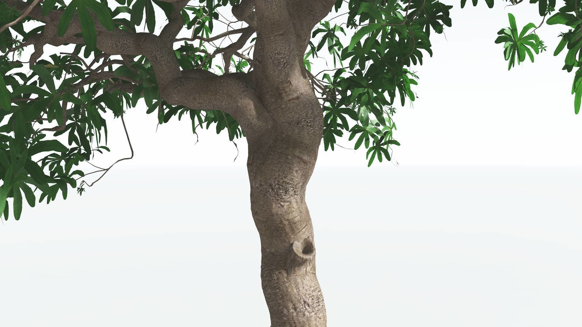 EVERYPlant Glossopteris 3 --20 Models-- 3D model_26