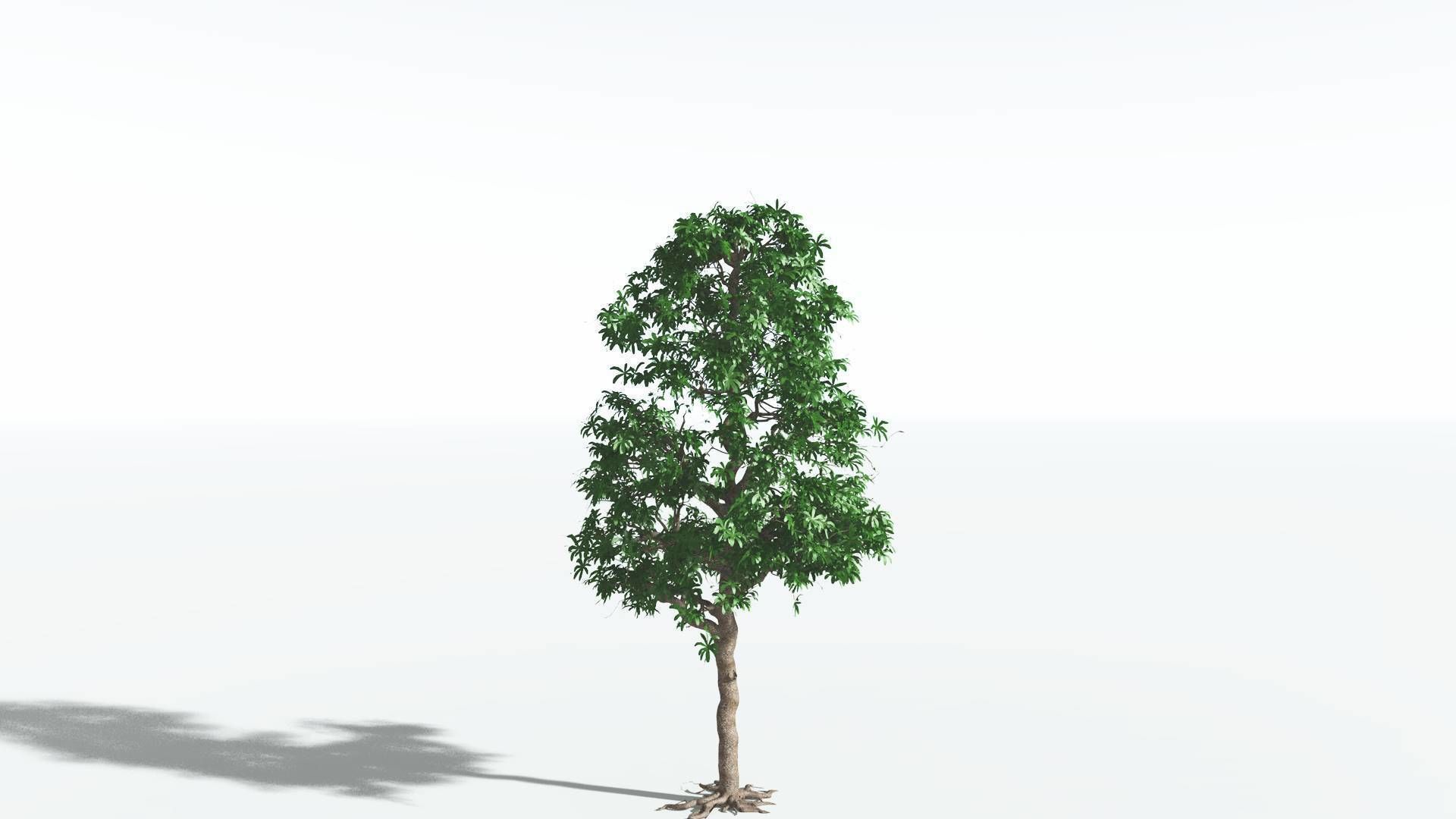 EVERYPlant Glossopteris 3 --20 Models-- 3D model_13