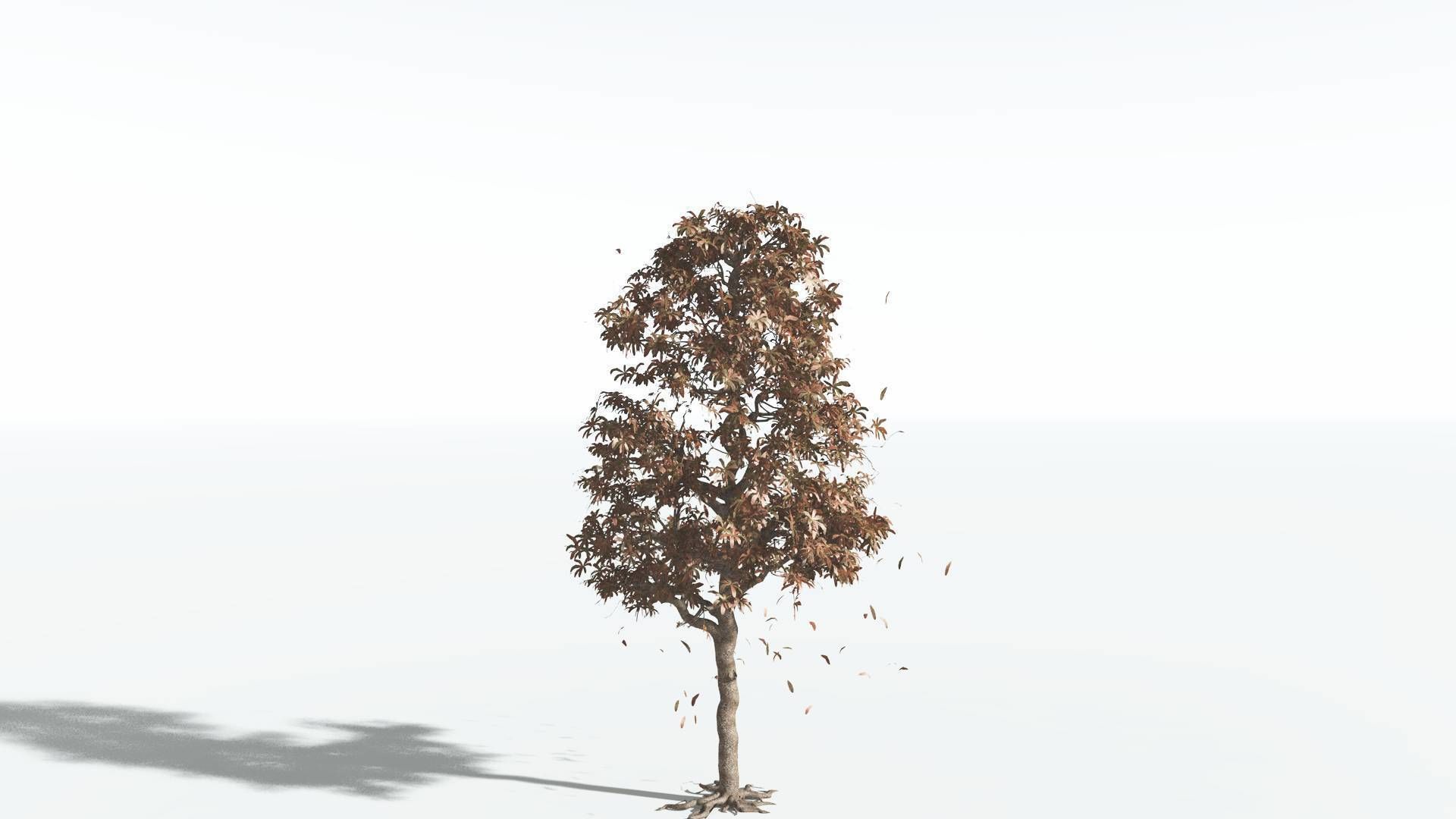 EVERYPlant Glossopteris 3 --20 Models-- 3D model_9