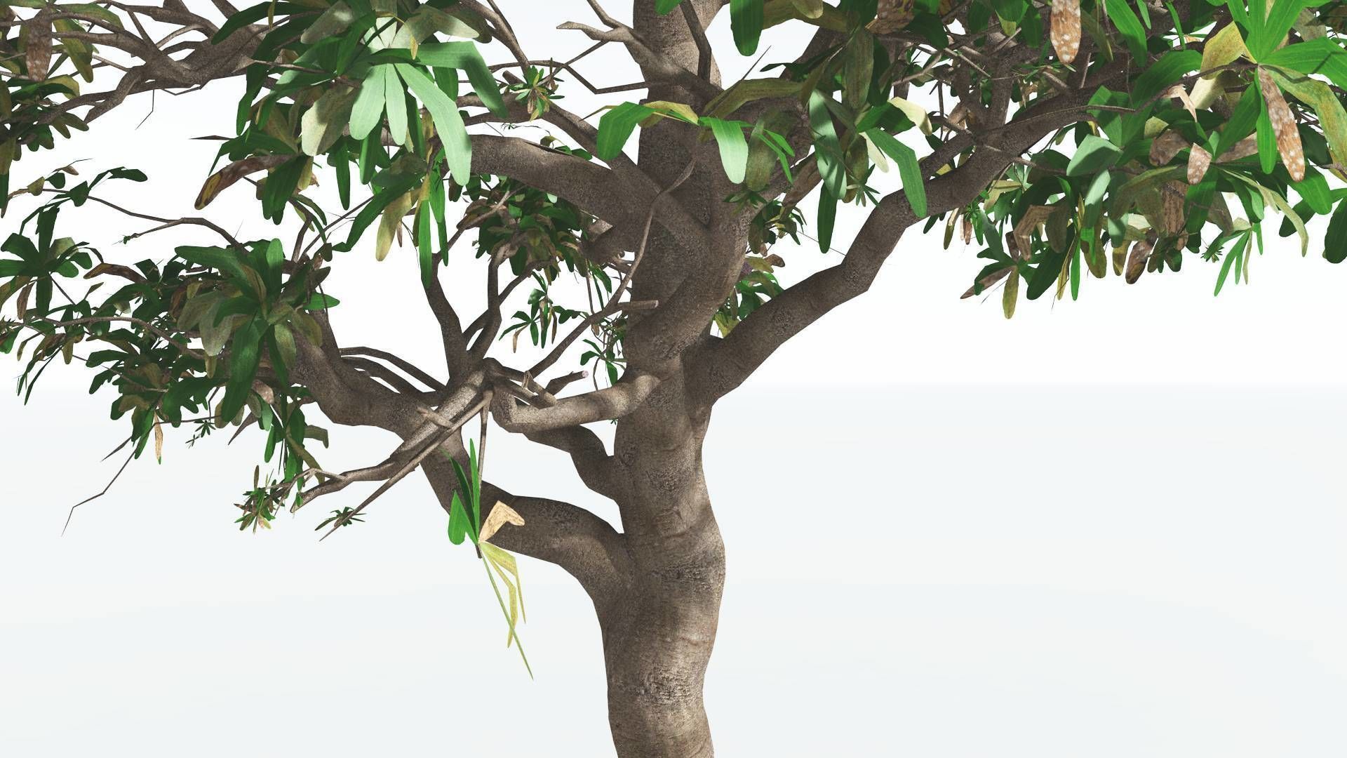 EVERYPlant Glossopteris 3 --20 Models-- 3D model_16