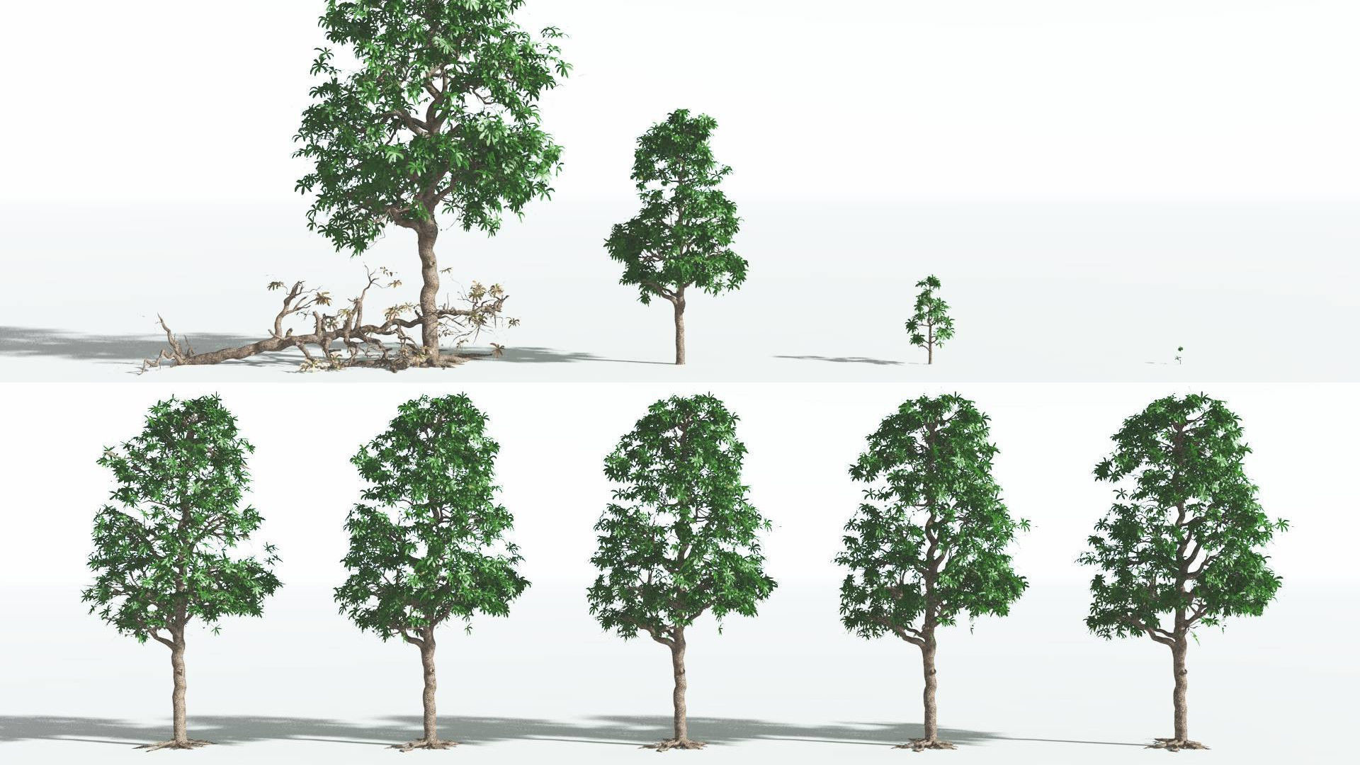 EVERYPlant Glossopteris 3 --20 Models-- 3D model_2