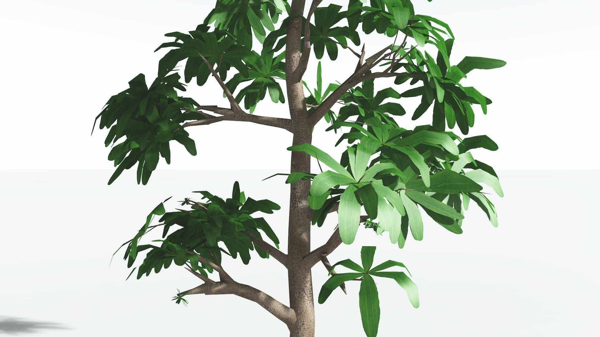 EVERYPlant Glossopteris 3 --20 Models-- 3D model_30