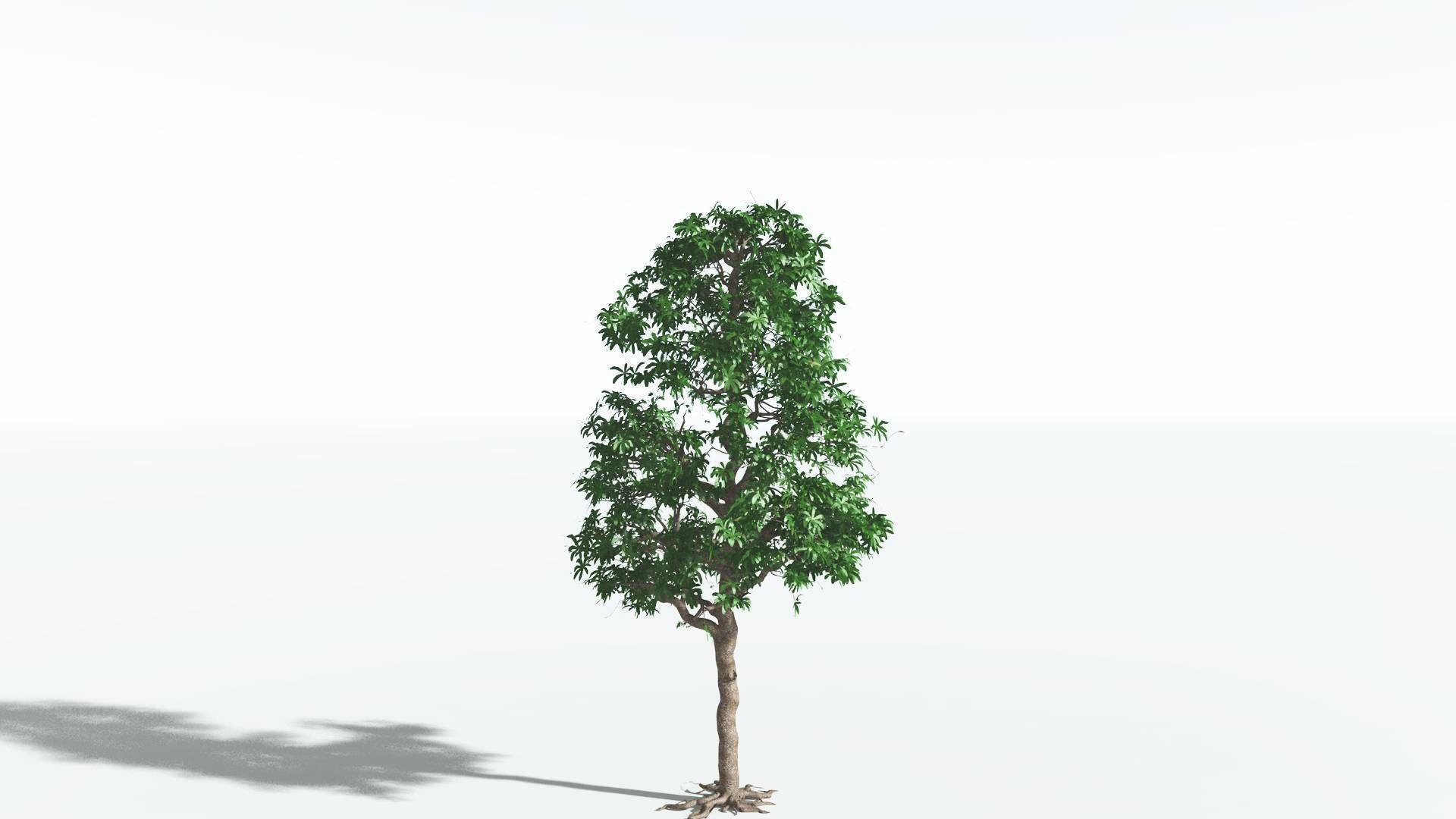 EVERYPlant Glossopteris 3 --20 Models-- 3D model_39