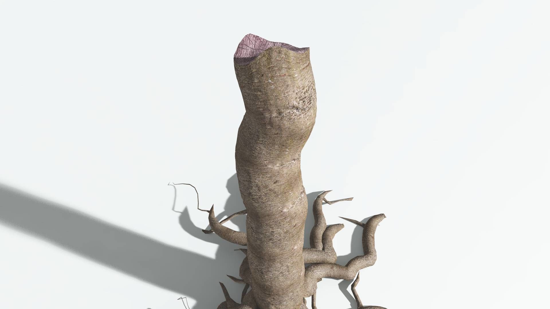 EVERYPlant Glossopteris 3 --20 Models-- 3D model_22