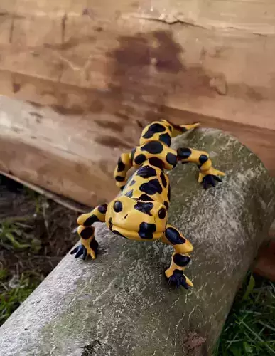 Movable figure of the salmander toy  print in place body