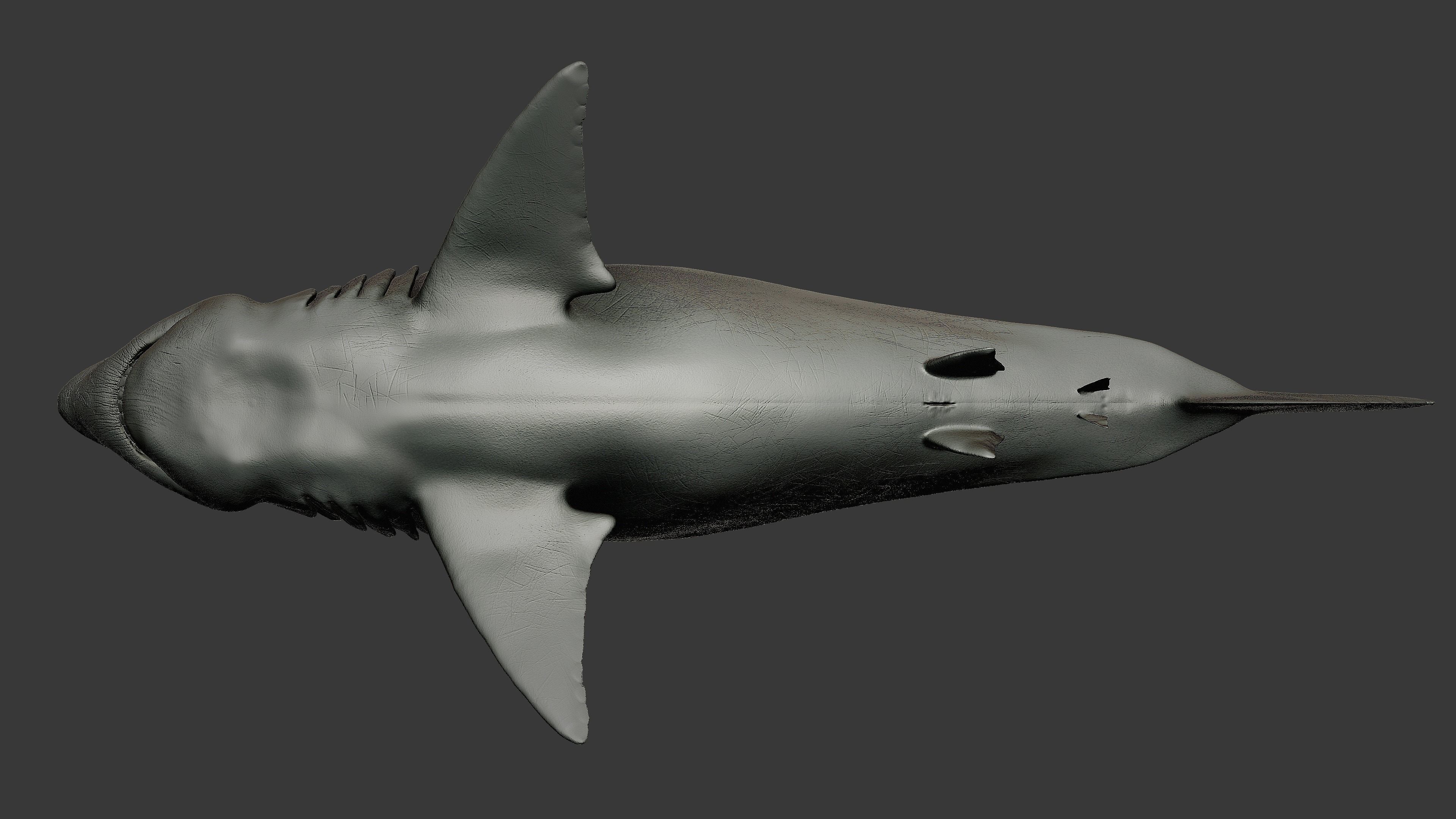 Otodus Megalodon 3D model | CGTrader
