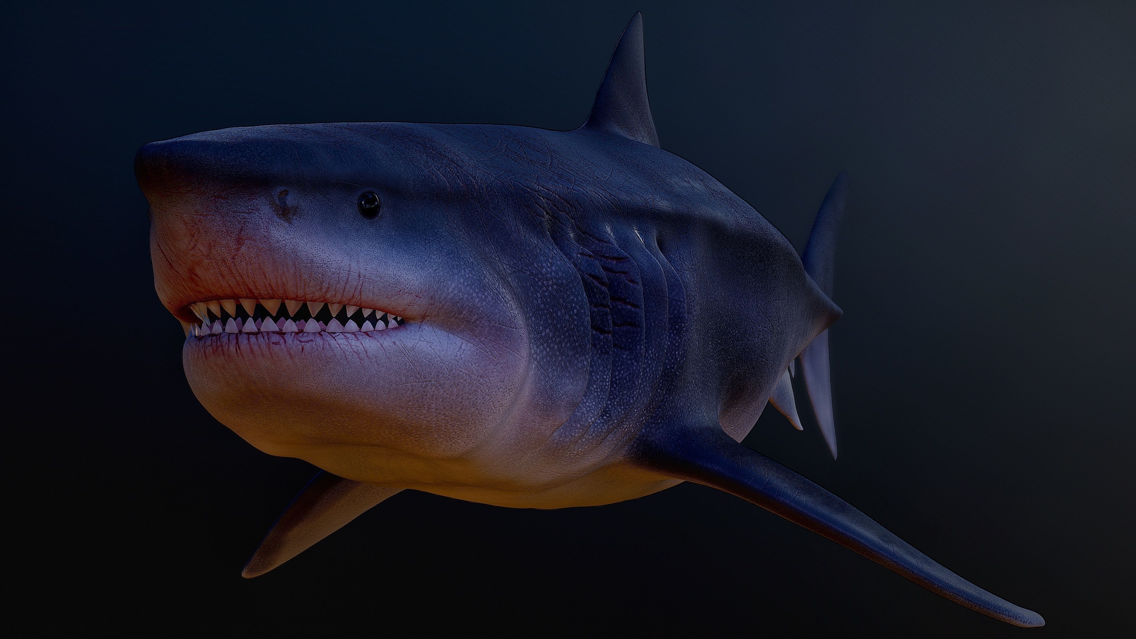 Otodus Megalodon 3D model | CGTrader
