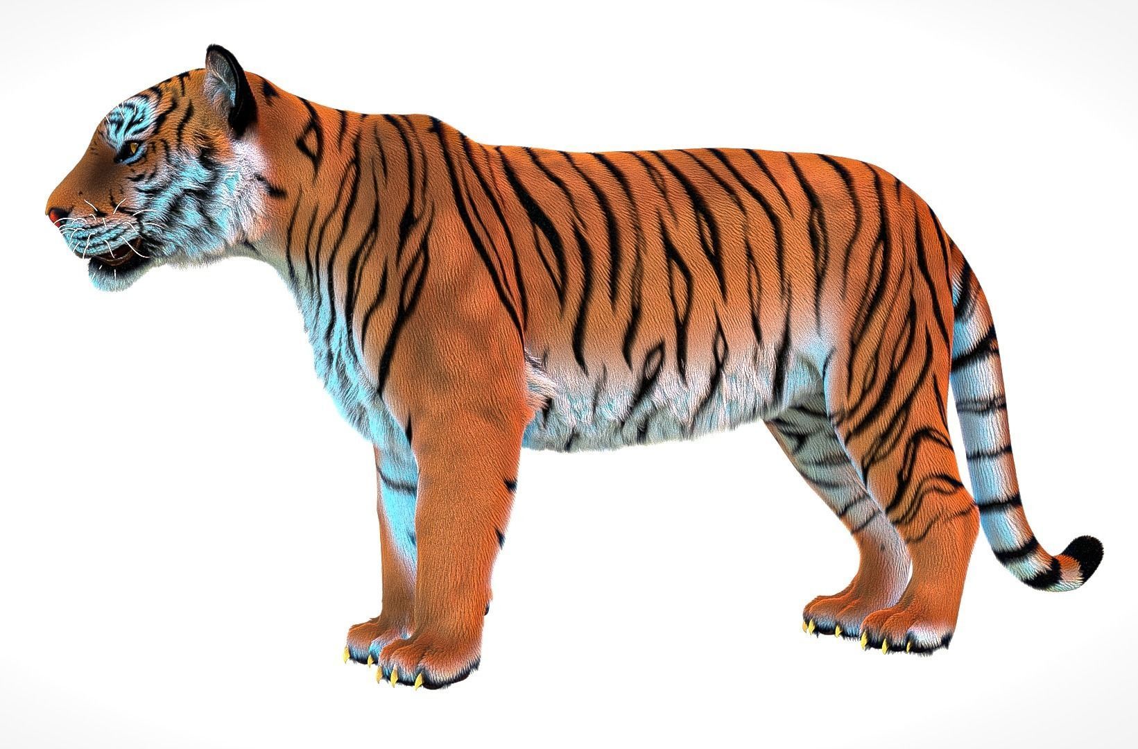 Bengal Tiger Rig Maya Low-poly 3D model_3
