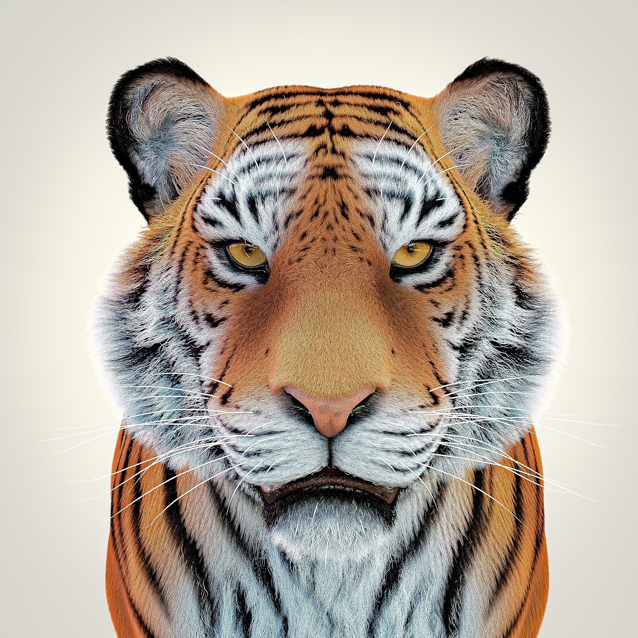 Bengal Tiger Rig Maya Low-poly 3D model_2