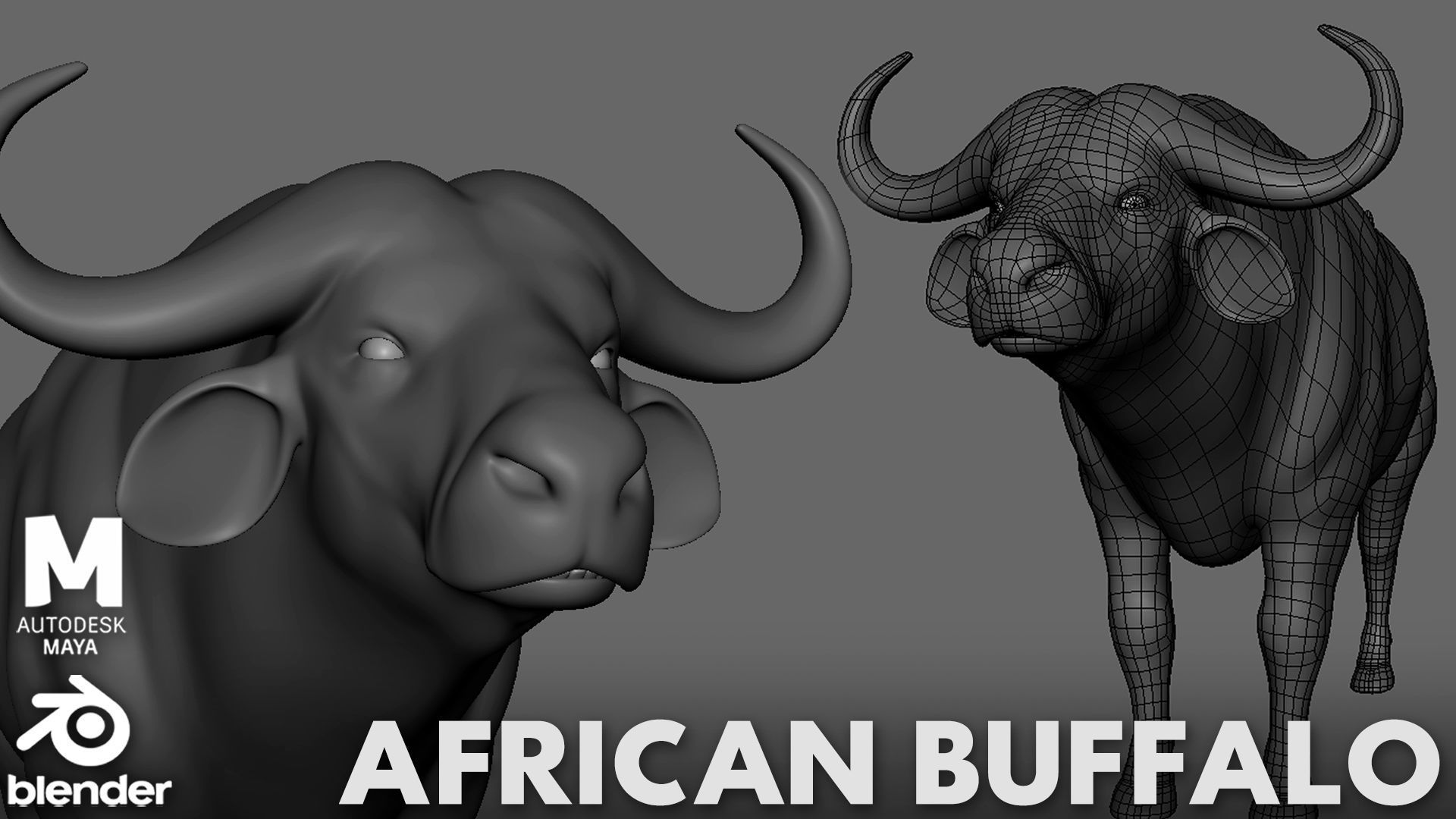 16 Wild Animals Collection _13