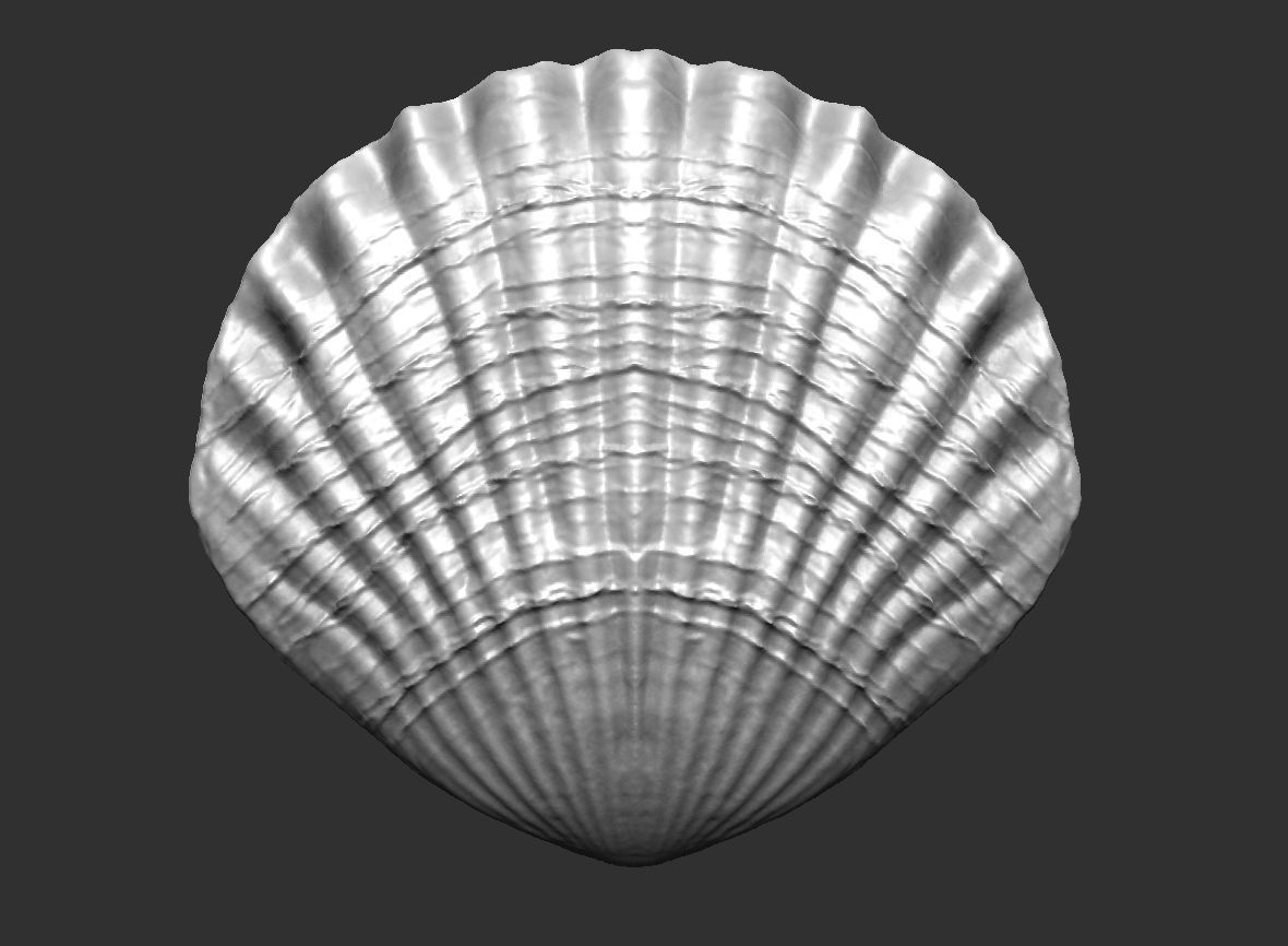 SEA FOSSIL - SHELL 3D print model_2