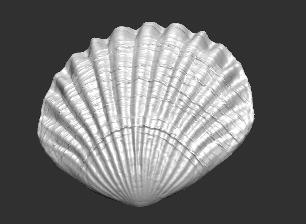 SEA FOSSIL - SHELL 3D print model_9