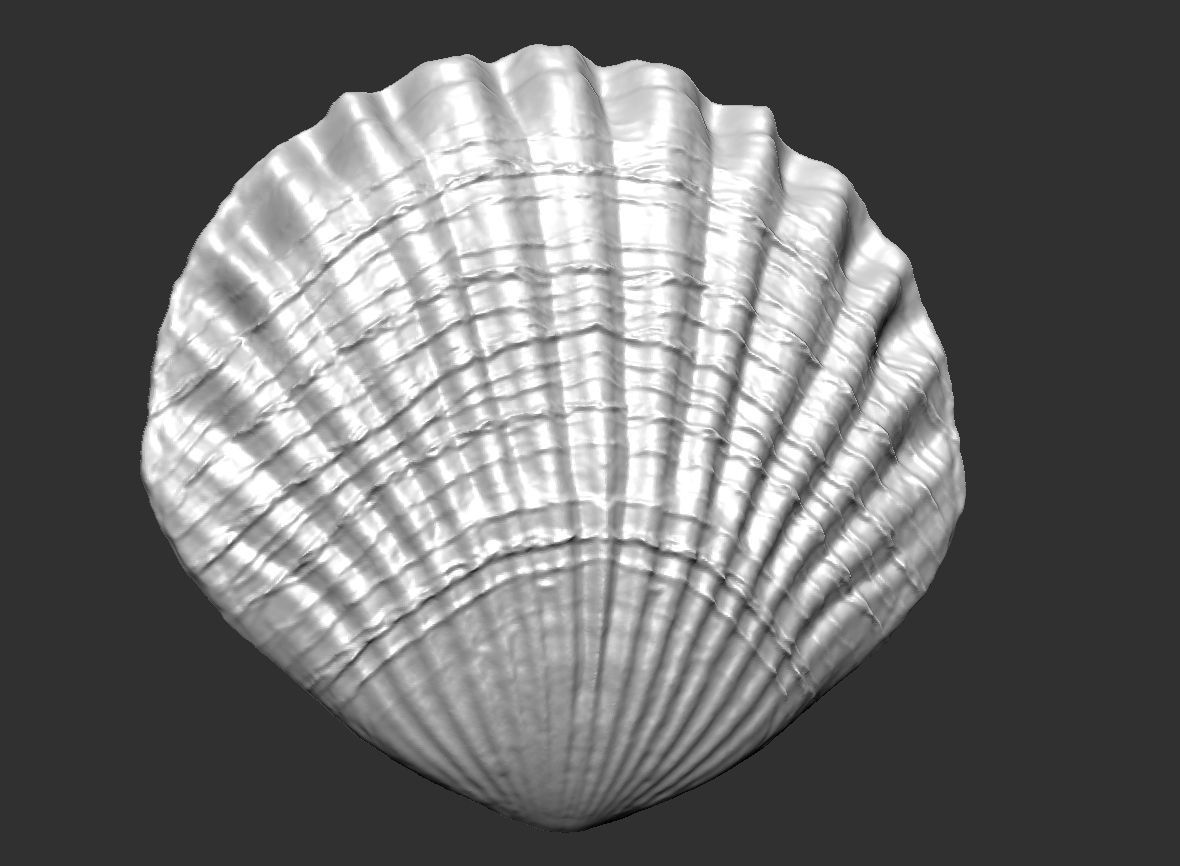 SEA FOSSIL - SHELL 3D print model_11