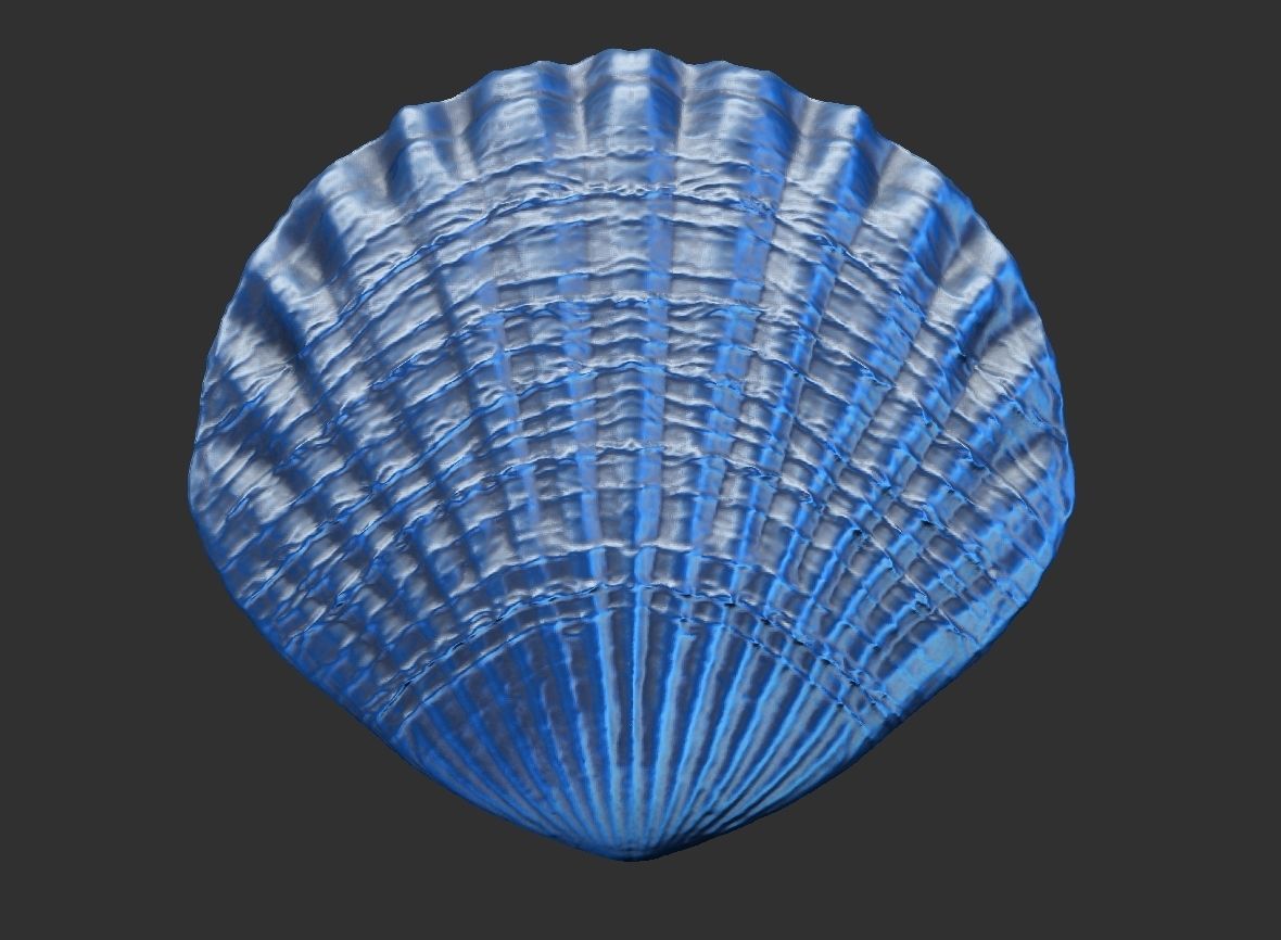 SEA FOSSIL - SHELL 3D print model_5