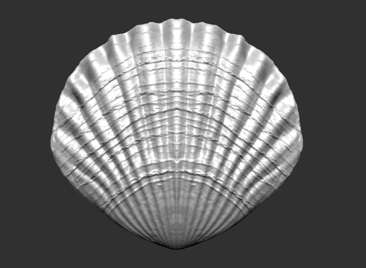 SEA FOSSIL - SHELL 3D print model_8